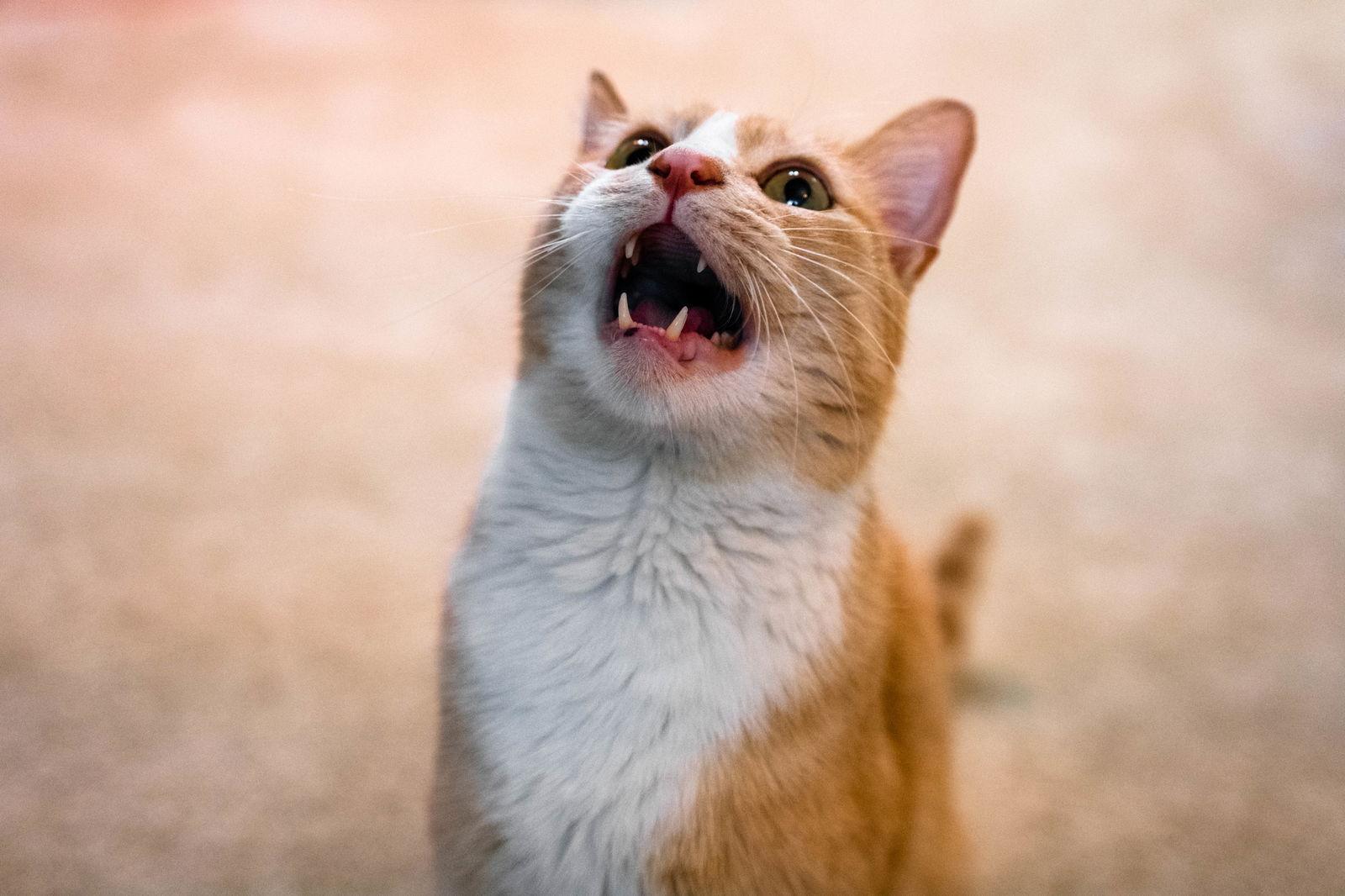 Buddy - With A Maine Coon Temperament — thumbnail 2