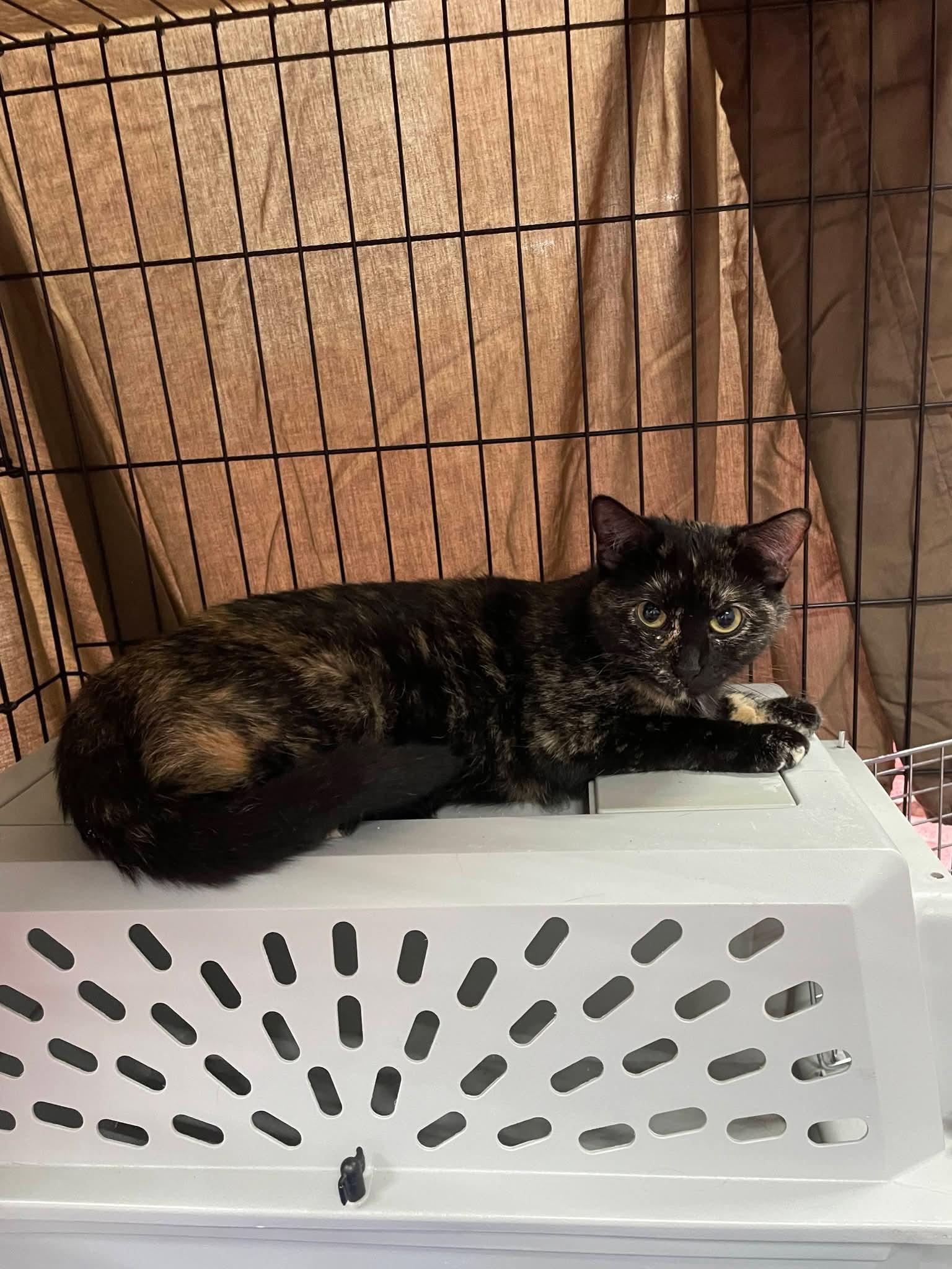 Cleo, Adoptable, Adult Female Domestic Short Hair.