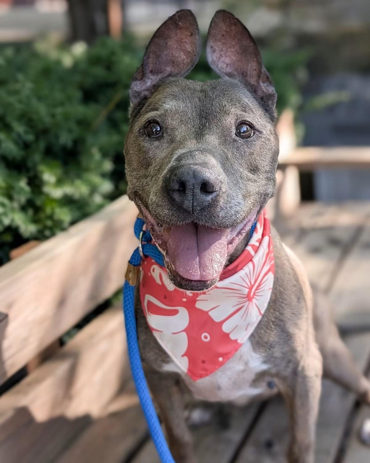 Sonar, Adopted, Senior Female Mixed Breed.