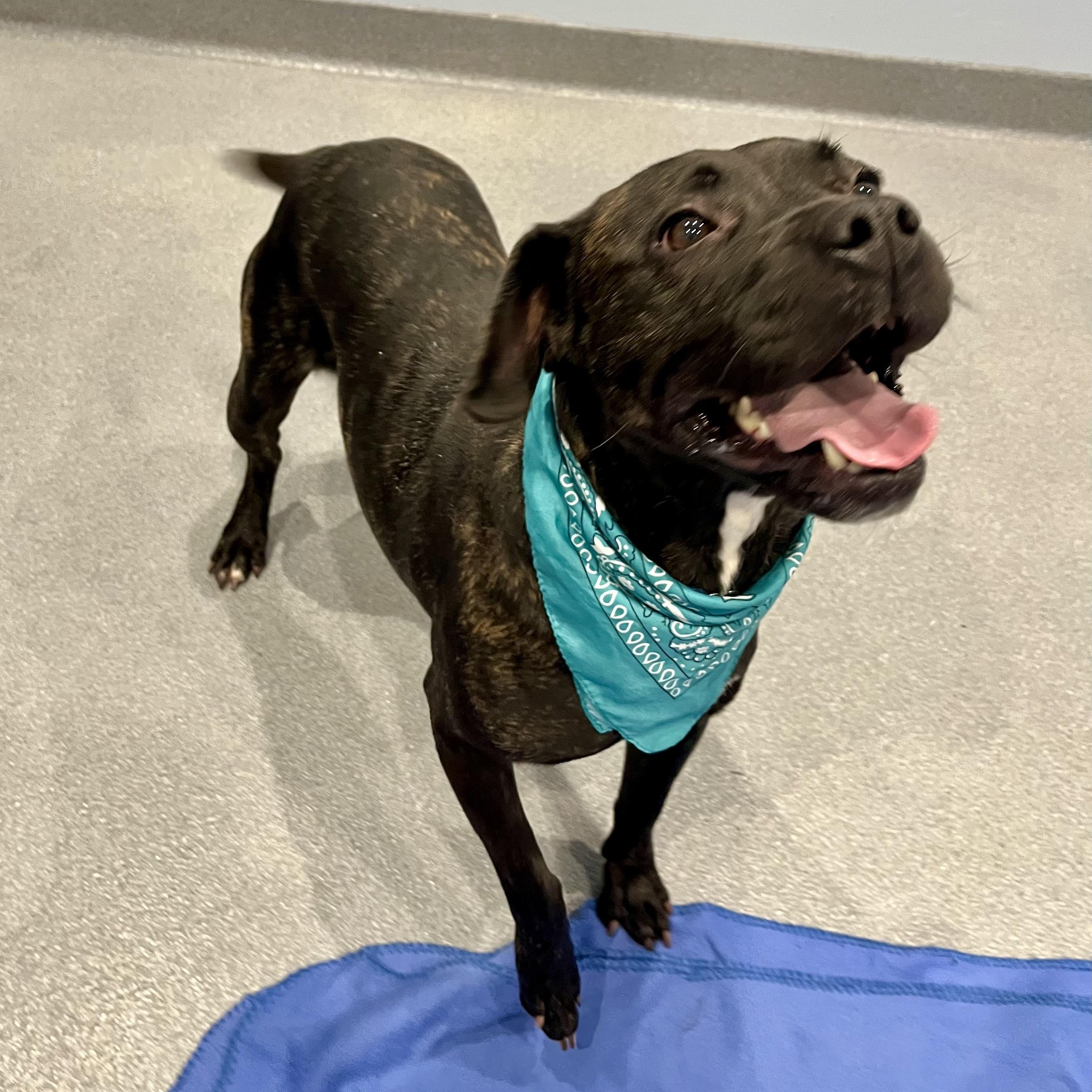 Enlarge Lyla, a ADOPTABLE Mixed Breed in Canal Winchester, OH image 2/6