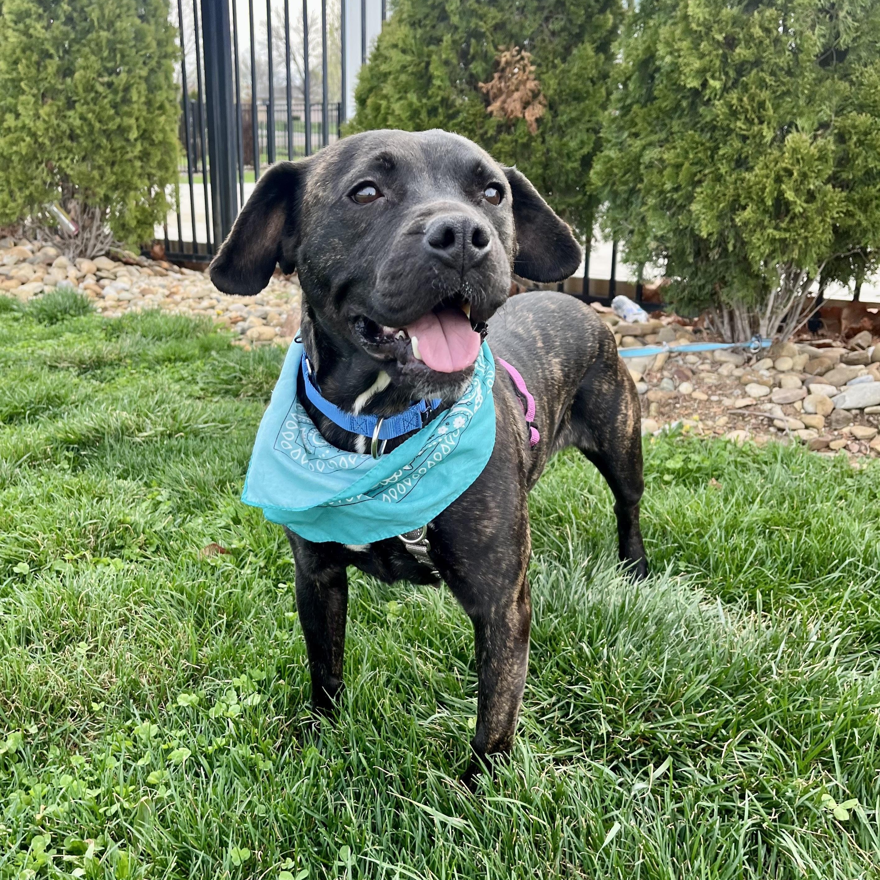 Enlarge Lyla, a ADOPTABLE Mixed Breed in Canal Winchester, OH image 4/6