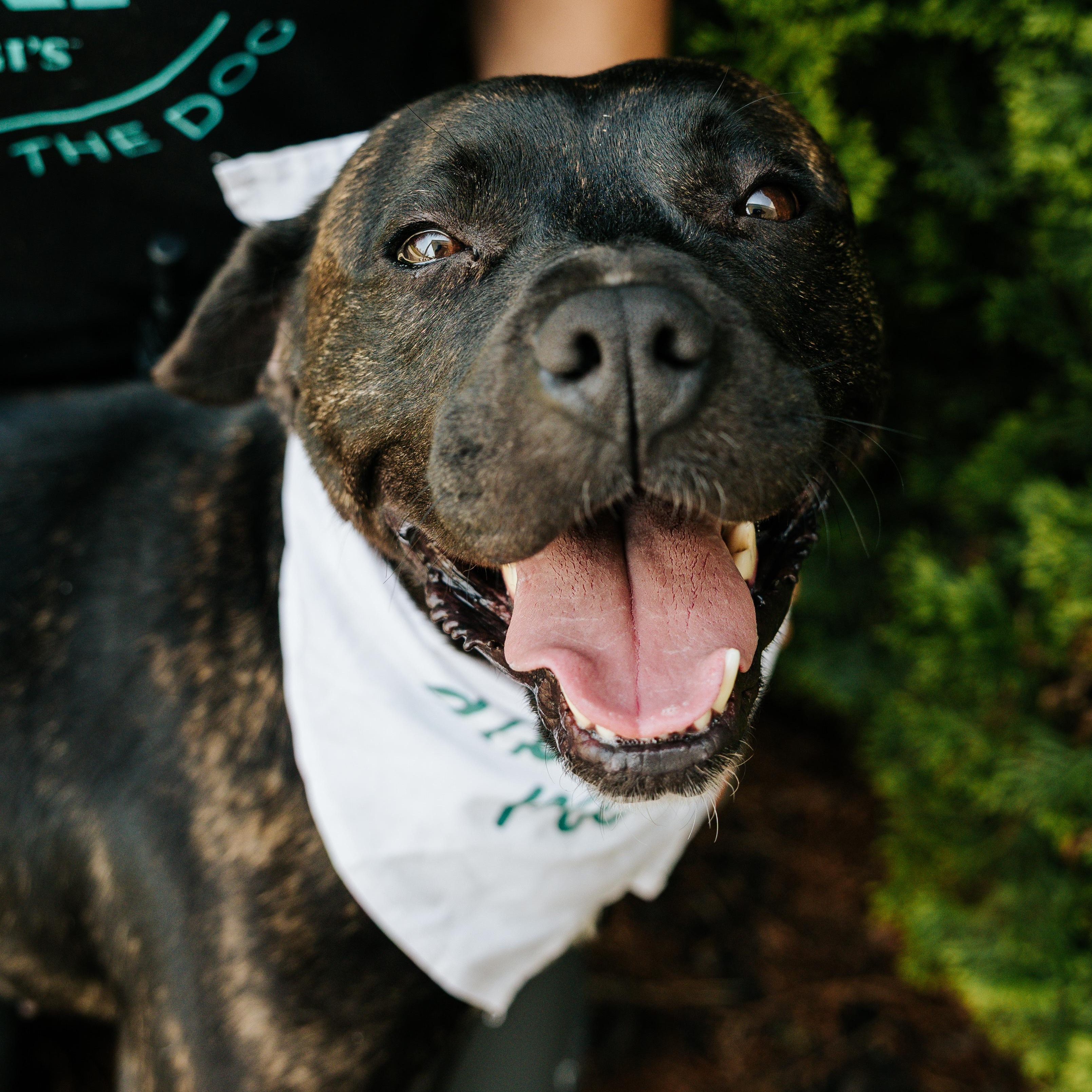 Lyla, ADOPTABLE, Adult Female Mixed Breed.