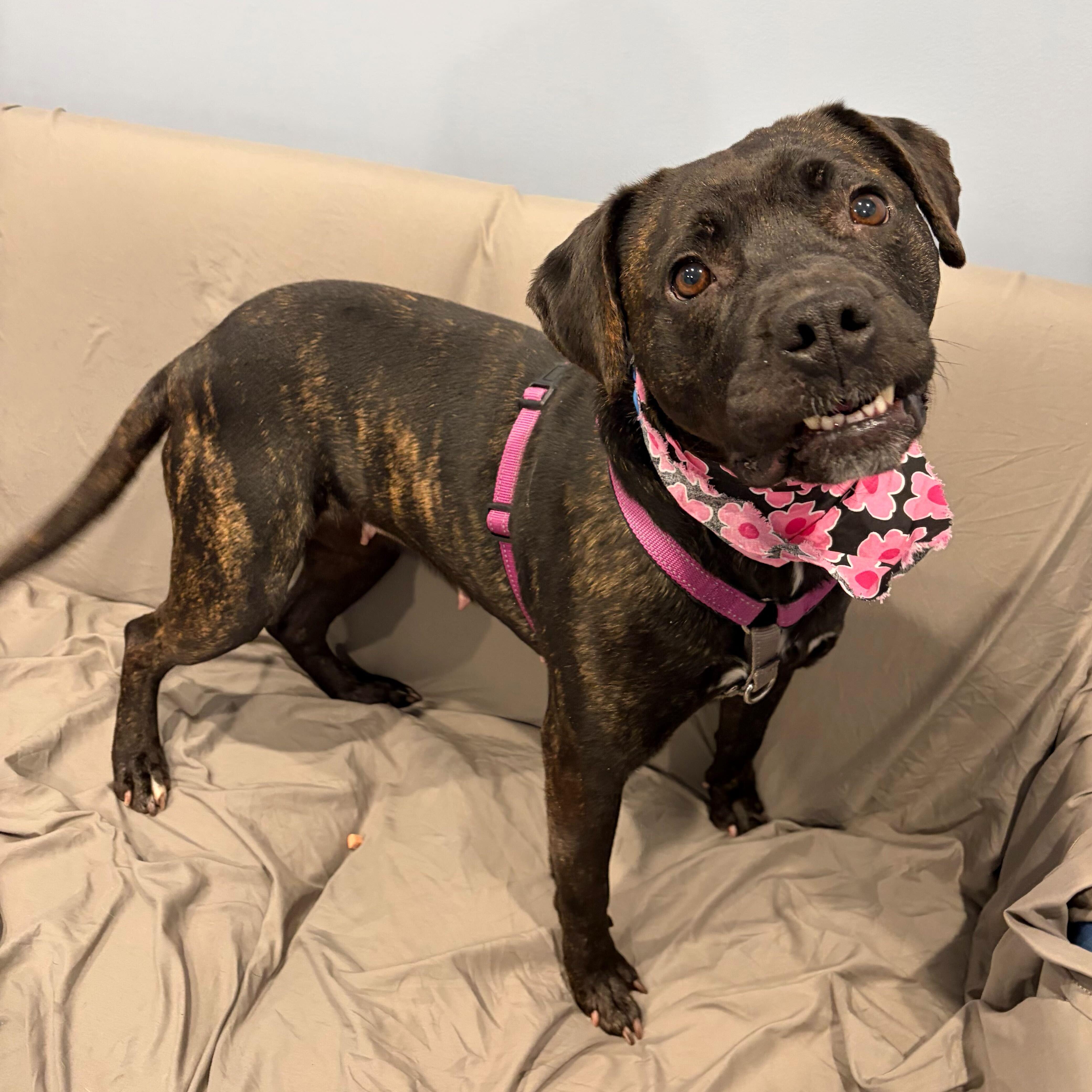 Enlarge Lyla, a ADOPTABLE Mixed Breed in Canal Winchester, OH image 6/6