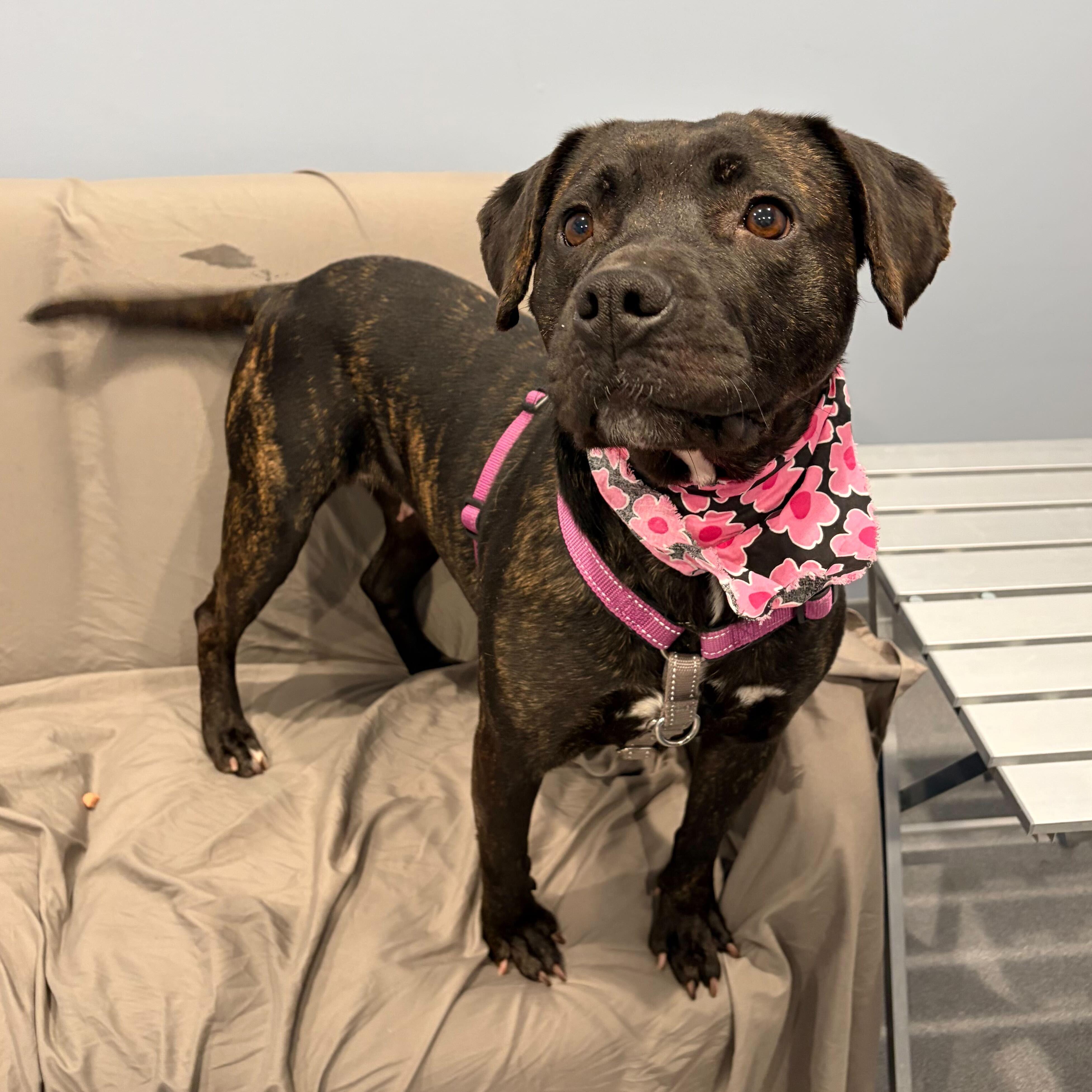 Enlarge Lyla, a ADOPTABLE Mixed Breed in Canal Winchester, OH image 5/6