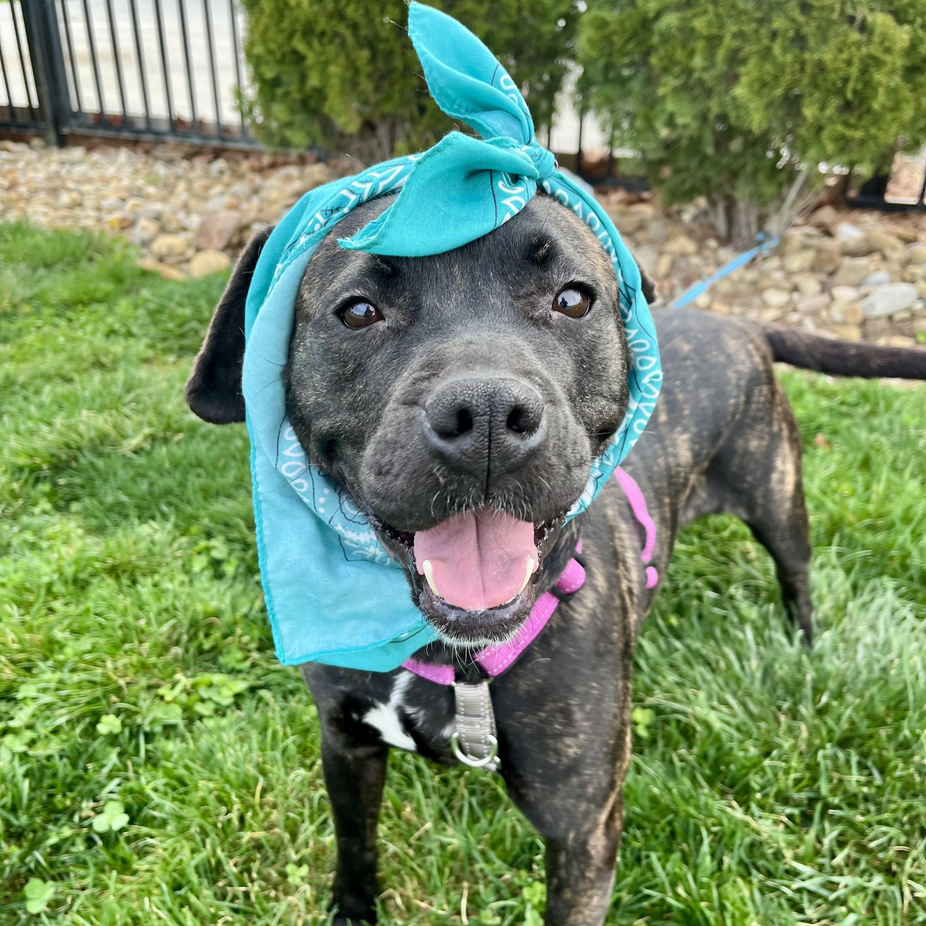 Enlarge Lyla, a ADOPTABLE Mixed Breed in Canal Winchester, OH image 3/6