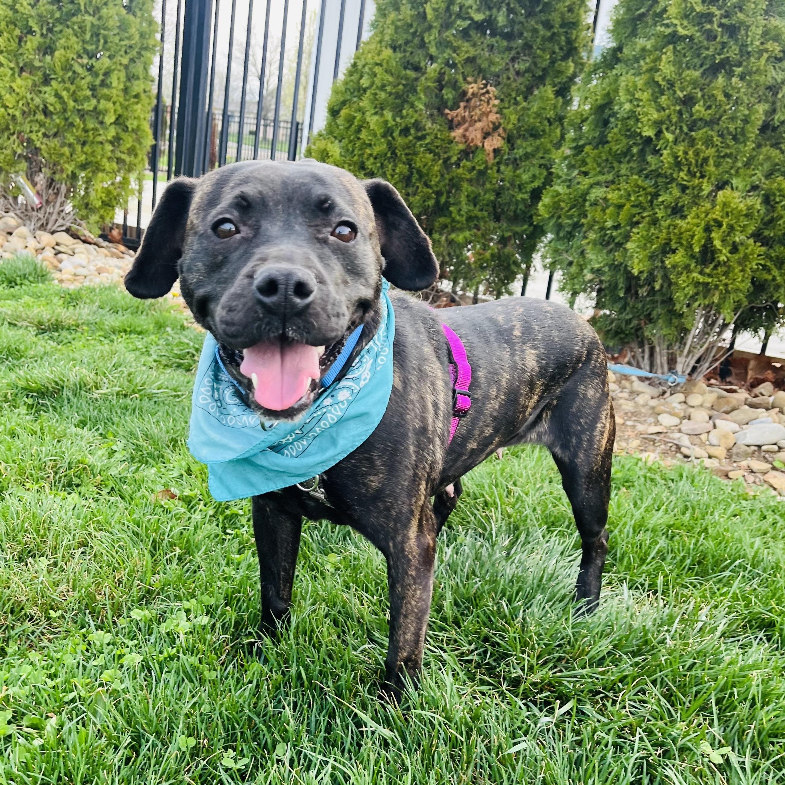 Enlarge Lyla, a ADOPTABLE Mixed Breed in Canal Winchester, OH image 1/6