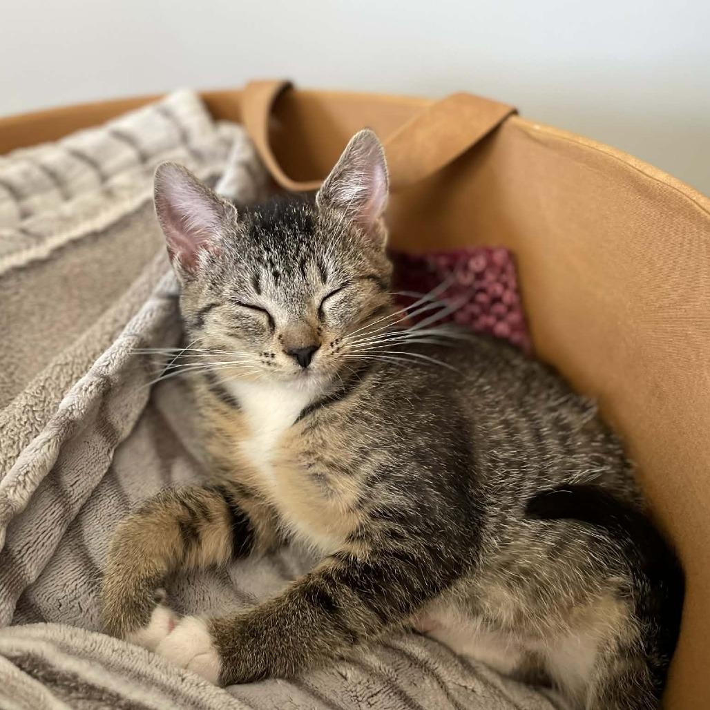 Ciccio, Adoptable, Kitten Female Domestic Short Hair.