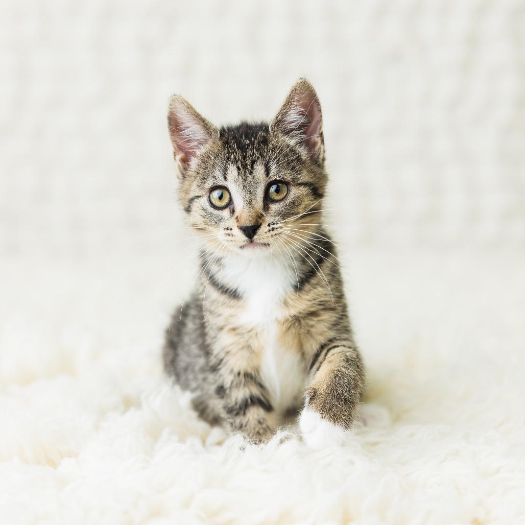 Enlarge Ciccio, a Adoptable Domestic Short Hair in St. Paul, MN image 2/6