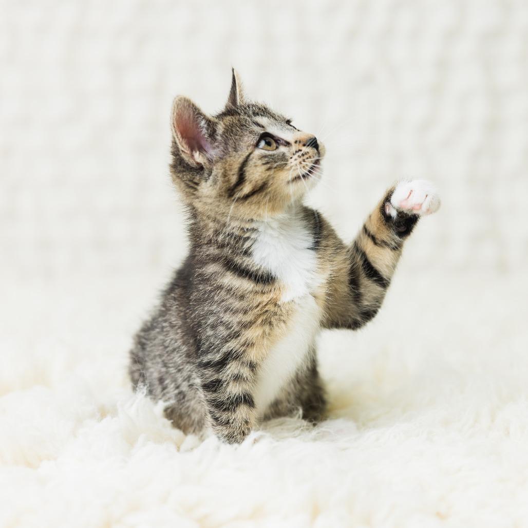 Enlarge Ciccio, a Adoptable Domestic Short Hair in St. Paul, MN image 3/6