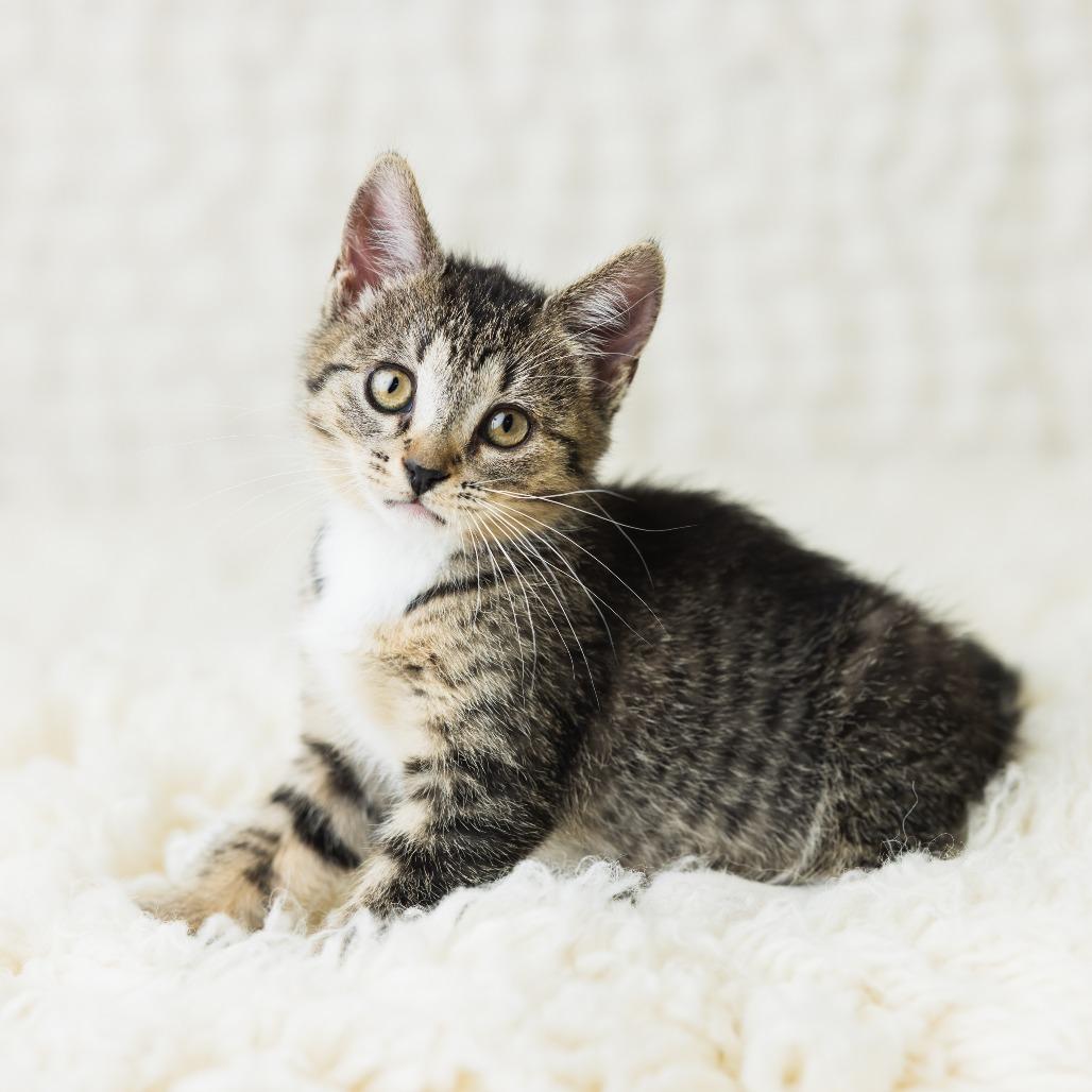 Enlarge Ciccio, a Adoptable Domestic Short Hair in St. Paul, MN image 4/6