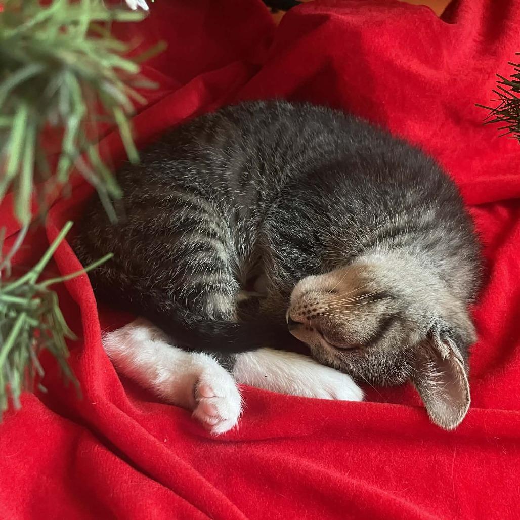 Enlarge Ciccio, a Adoptable Domestic Short Hair in St. Paul, MN image 6/6