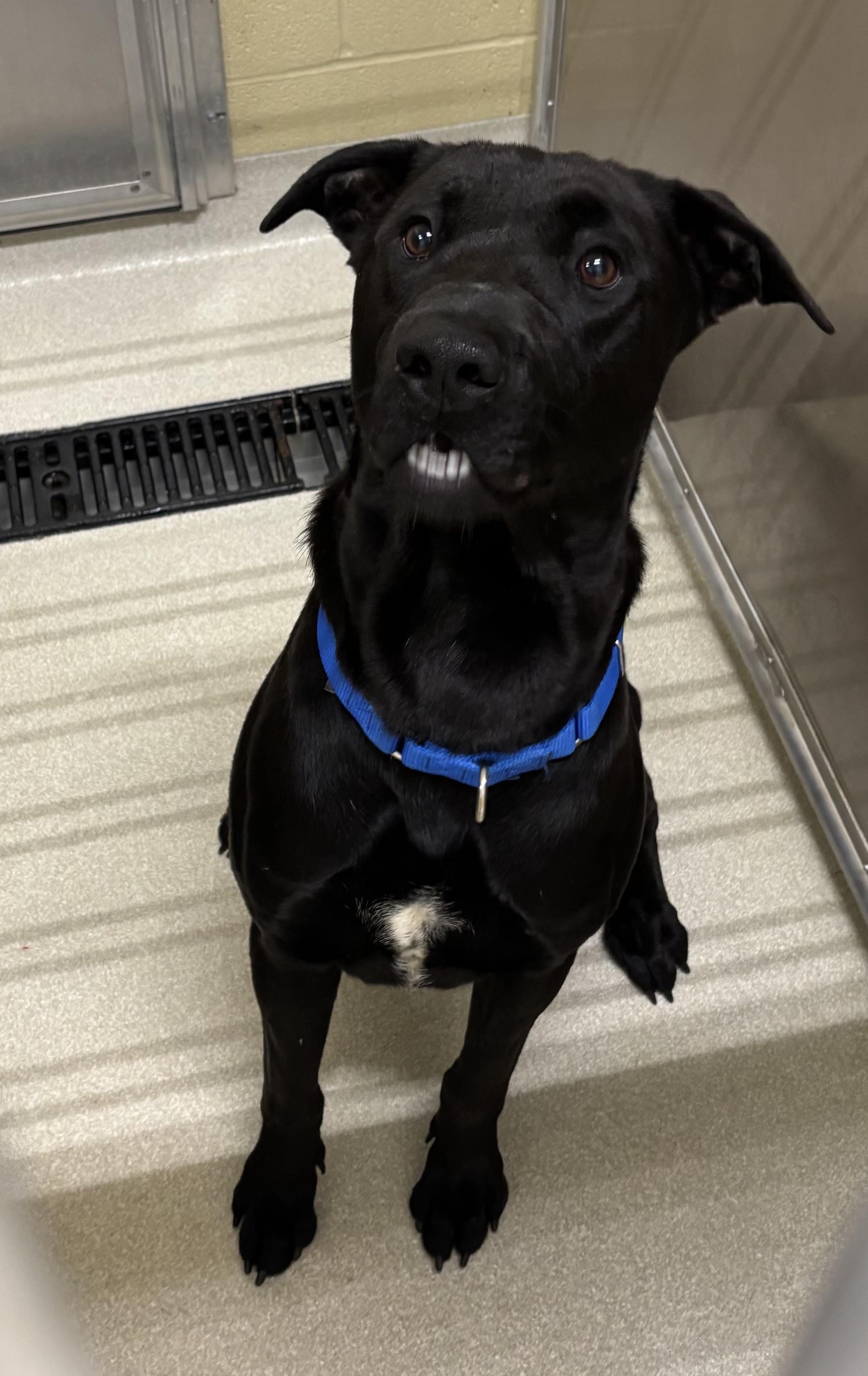 Enlarge Rozz, a Adoptable mixed breed in Ashland, OH image 1/1