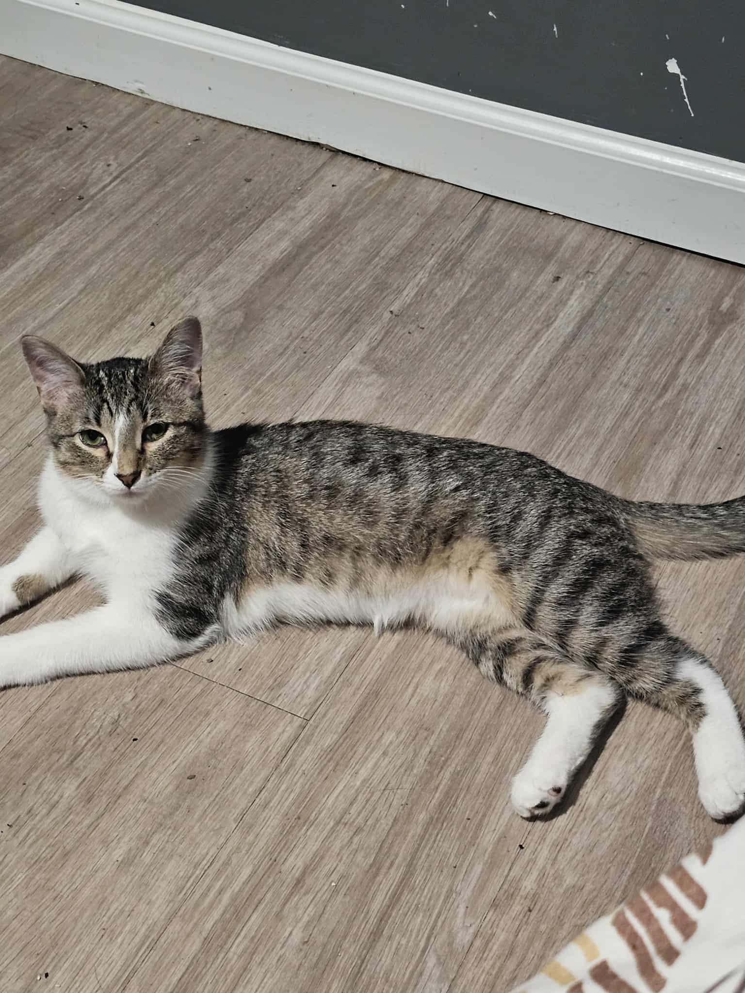 Enlarge Kittatiny, a Adoptable Domestic Short Hair in Overland Park, KS image 1/3