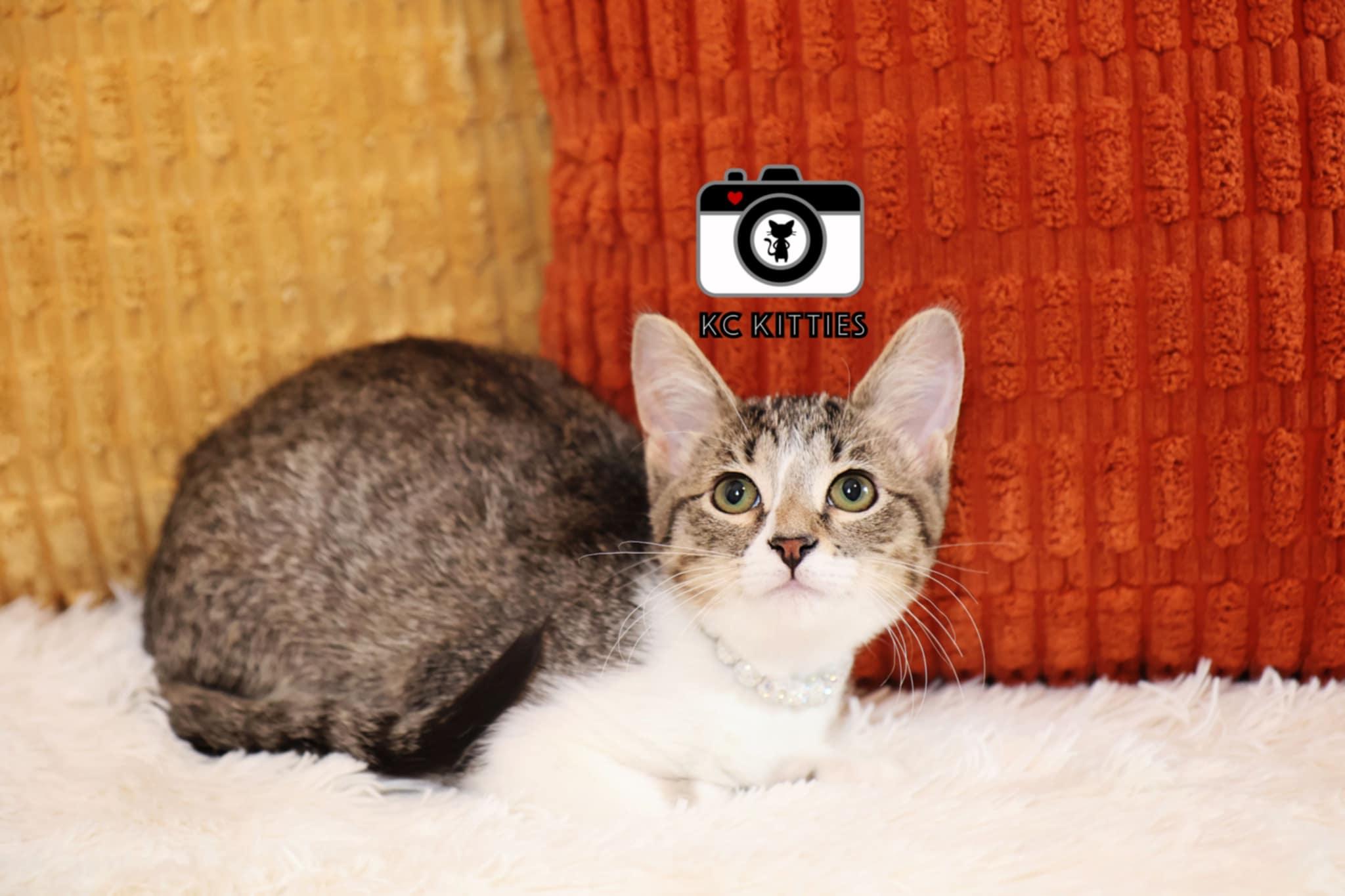 Enlarge Kittatiny, a Adoptable Domestic Short Hair in Overland Park, KS image 3/3