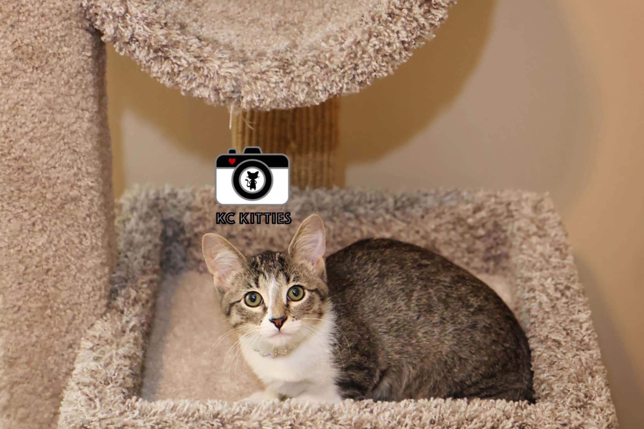 Enlarge Kittatiny, a Adoptable Domestic Short Hair in Overland Park, KS image 2/3