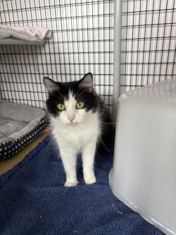 Enlarge Saki, a ADOPTABLE Domestic Long Hair in Black River Falls, WI image 1/1
