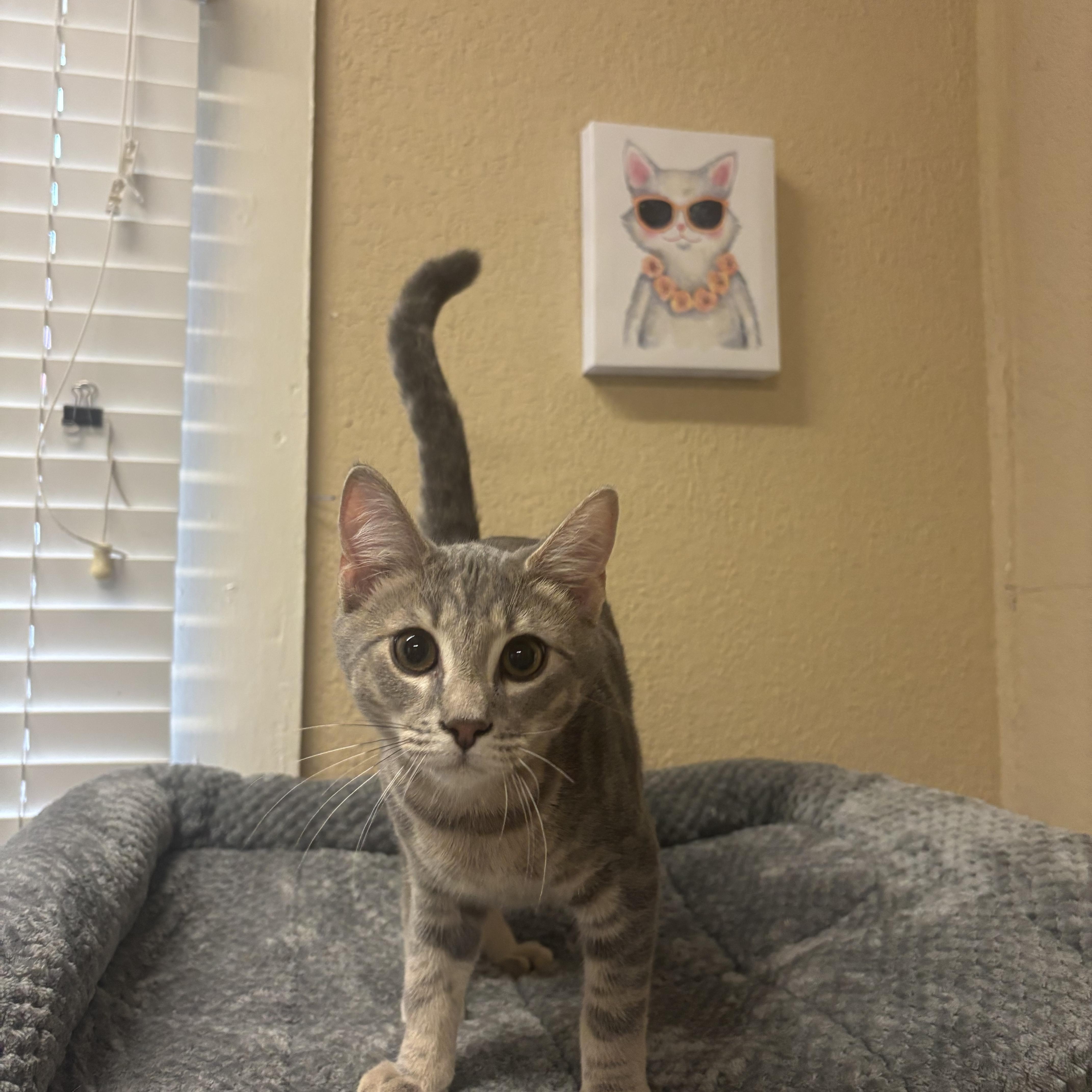 Wasabi, ADOPTABLE, Kitten Male Domestic Short Hair.