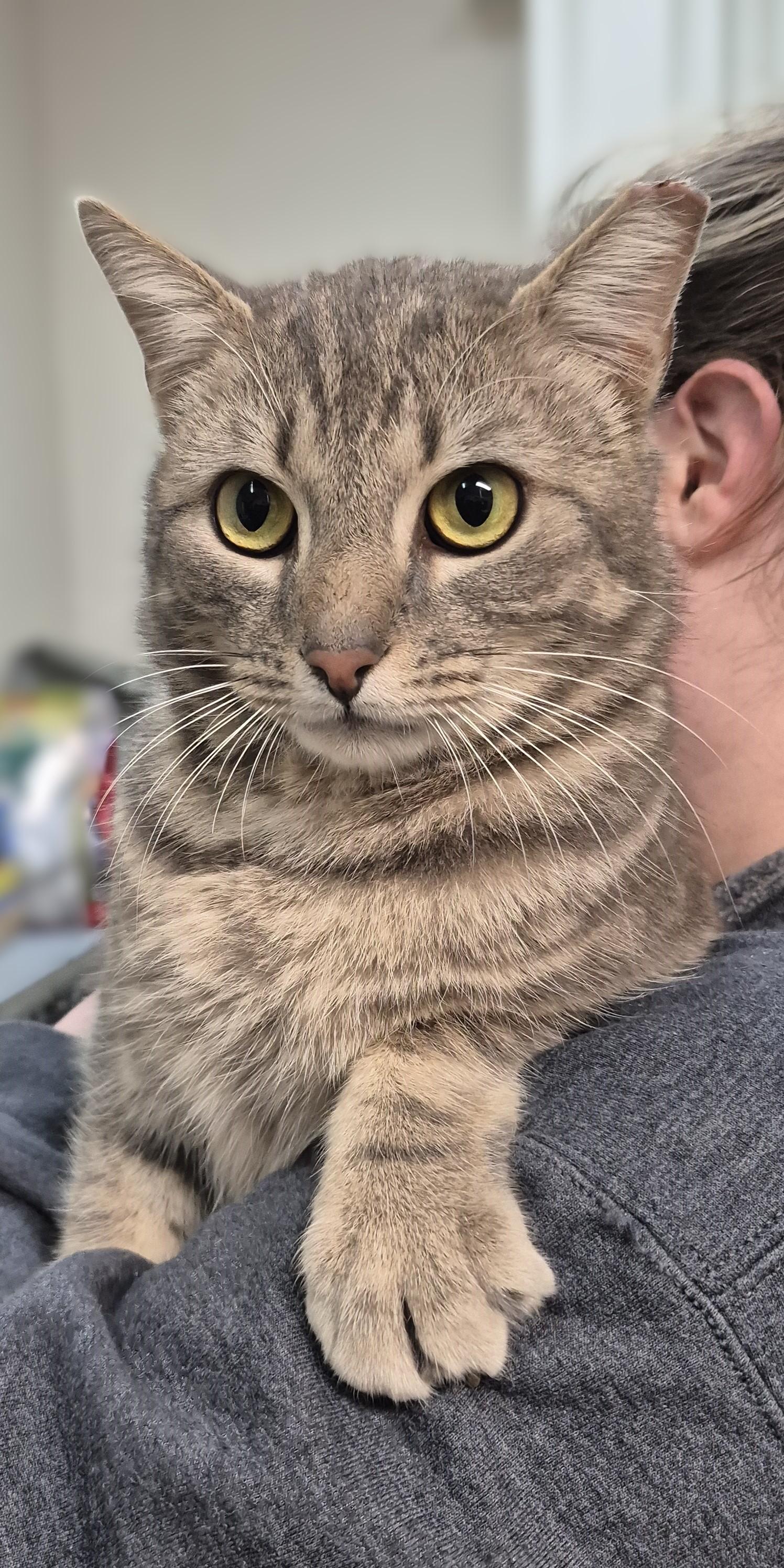 Enlarge Monet ~~ VISIT ME AT CRABAPPLE KNOLL, a ADOPTABLE Domestic Short Hair in Alpharetta, GA image 4/6