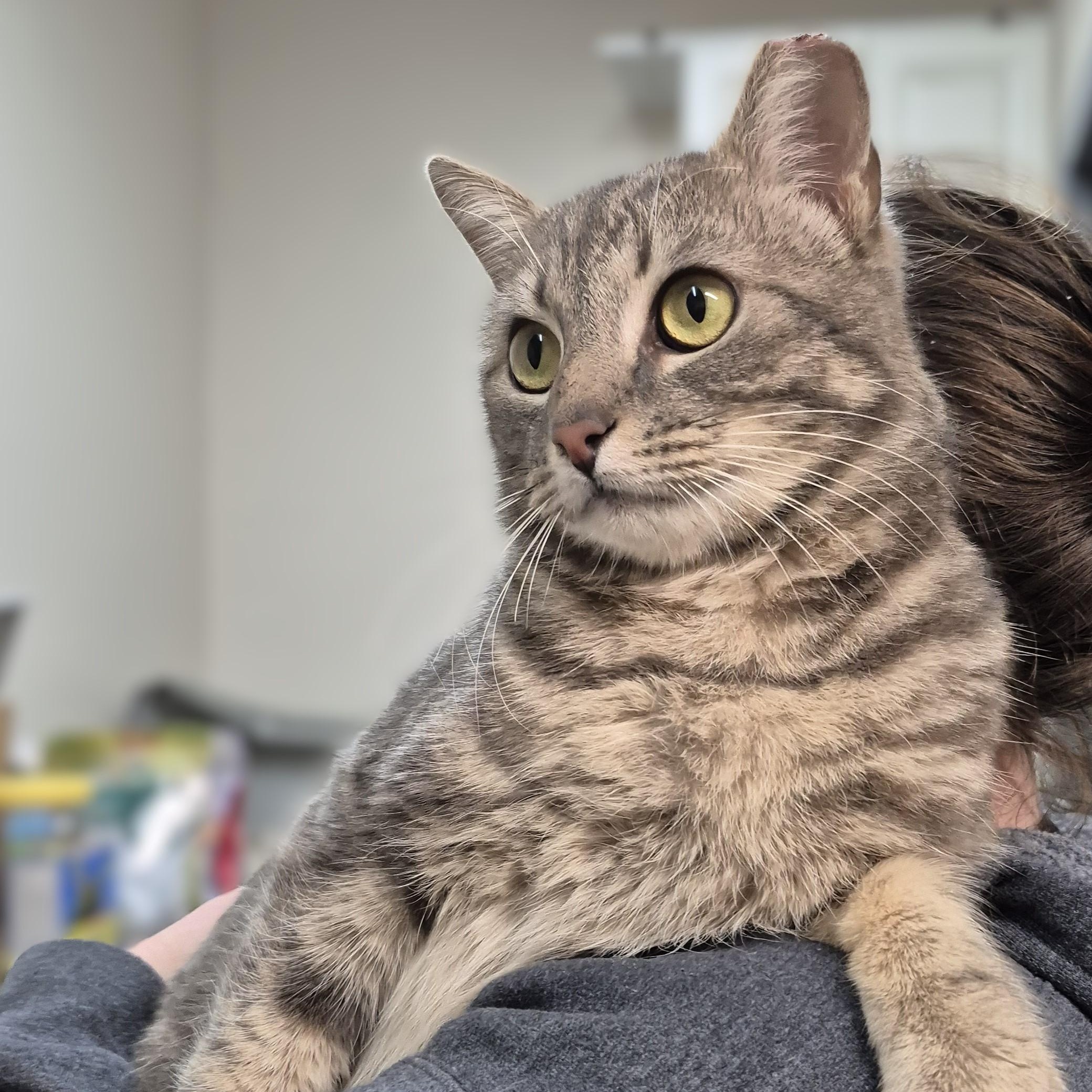 Enlarge Monet ~~ VISIT ME AT CRABAPPLE KNOLL, a ADOPTABLE Domestic Short Hair in Alpharetta, GA image 1/6