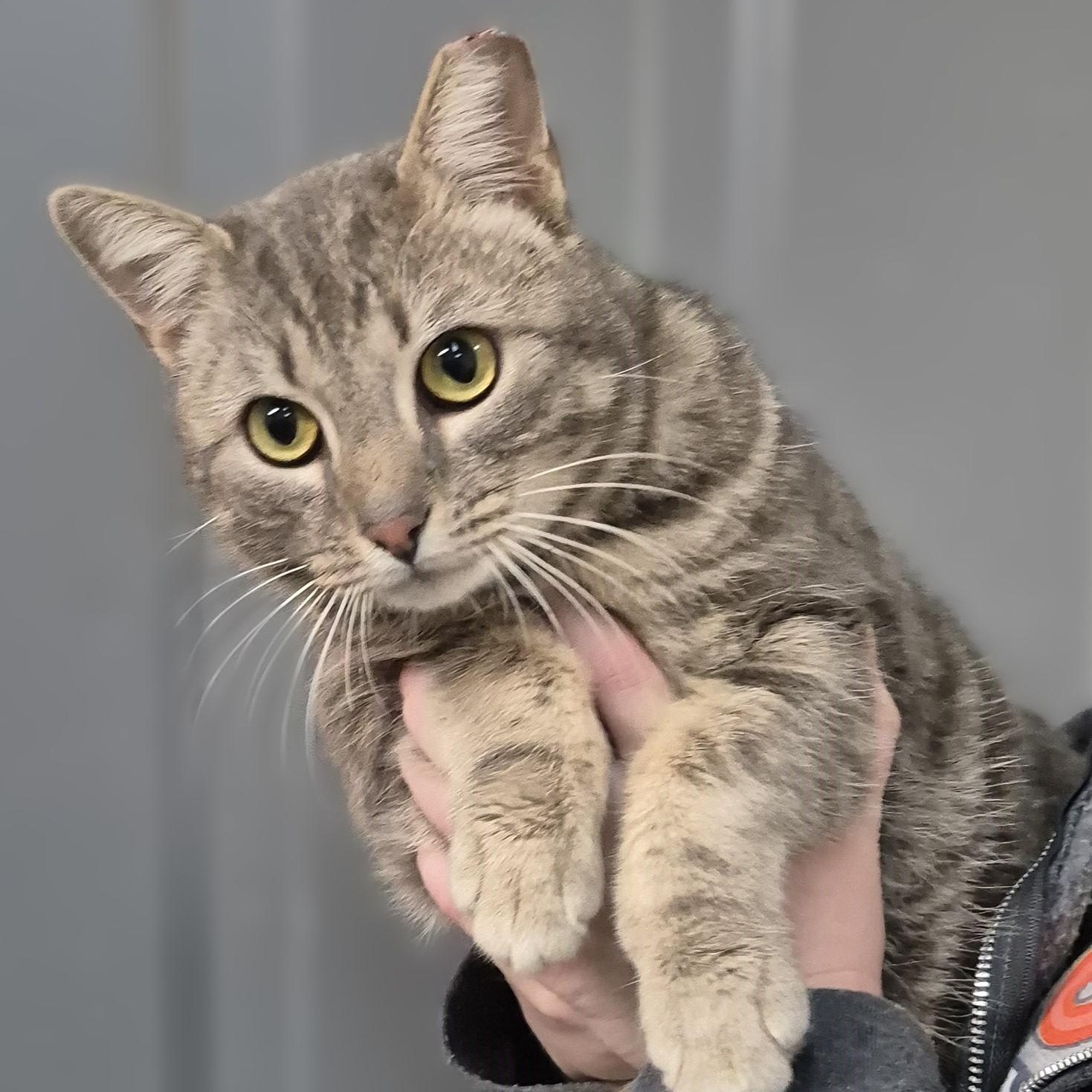 Enlarge Monet ~~ VISIT ME AT CRABAPPLE KNOLL, a ADOPTABLE Domestic Short Hair in Alpharetta, GA image 2/6