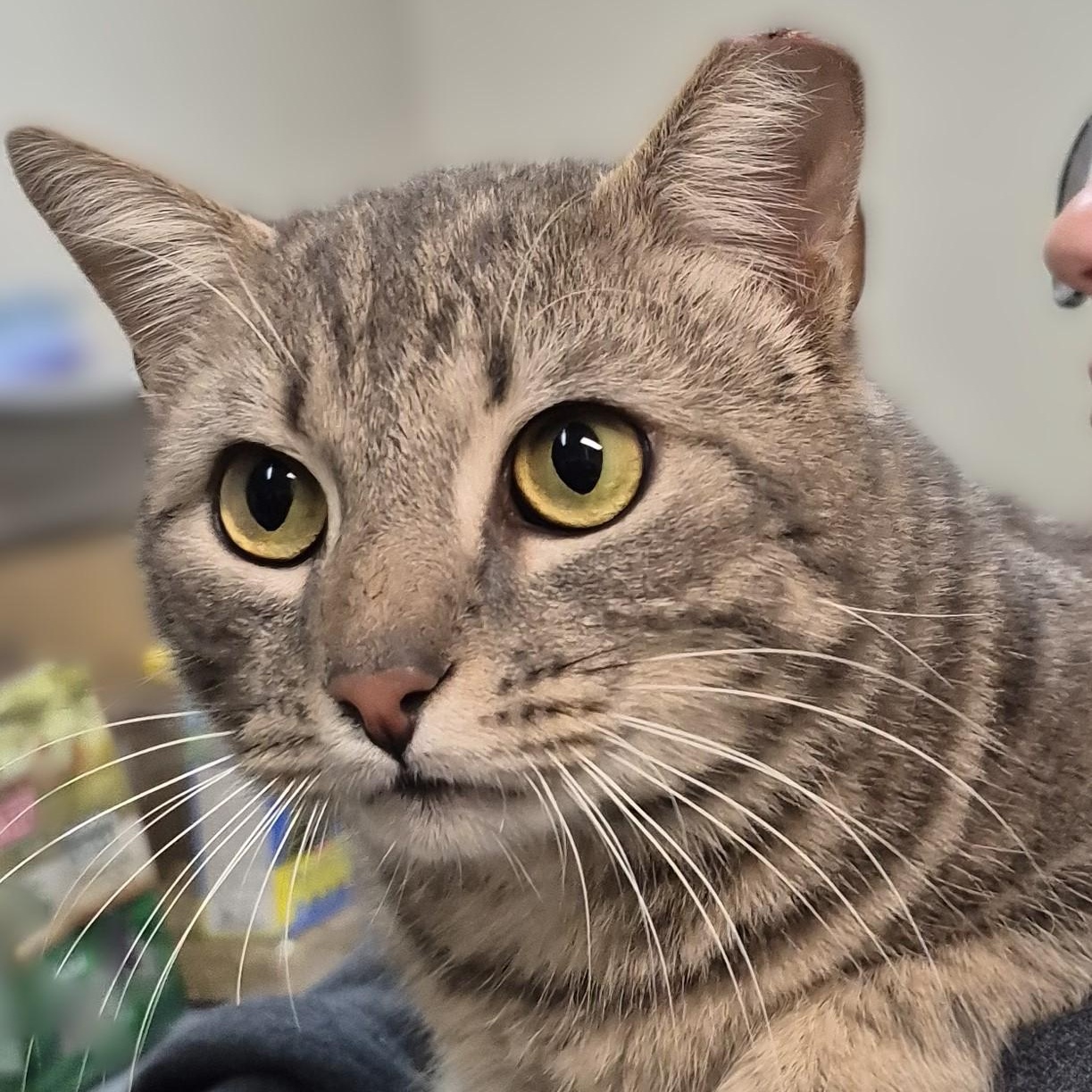 Enlarge Monet ~~ VISIT ME AT CRABAPPLE KNOLL, a ADOPTABLE Domestic Short Hair in Alpharetta, GA image 3/6