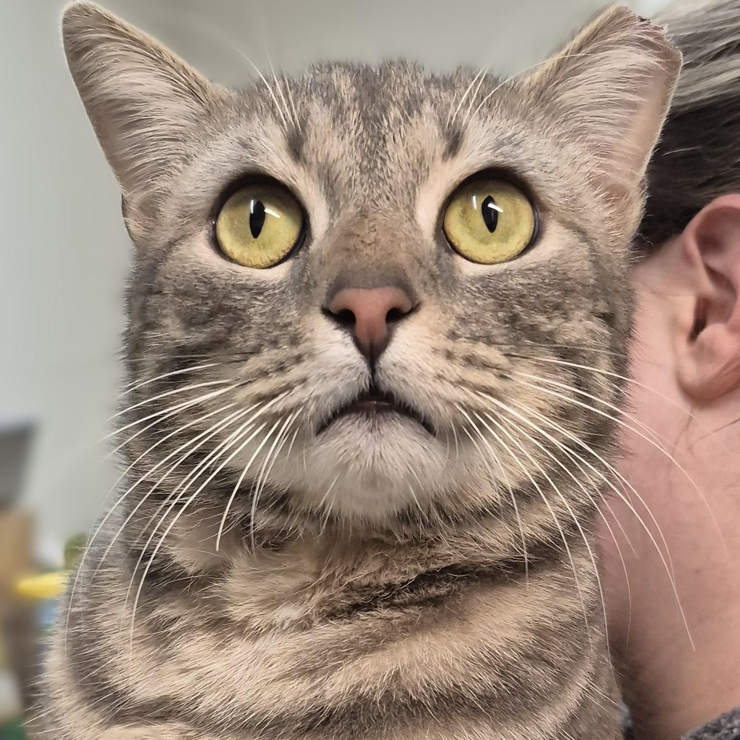 Enlarge Monet ~~ VISIT ME AT CRABAPPLE KNOLL, a ADOPTABLE Domestic Short Hair in Alpharetta, GA image 6/6