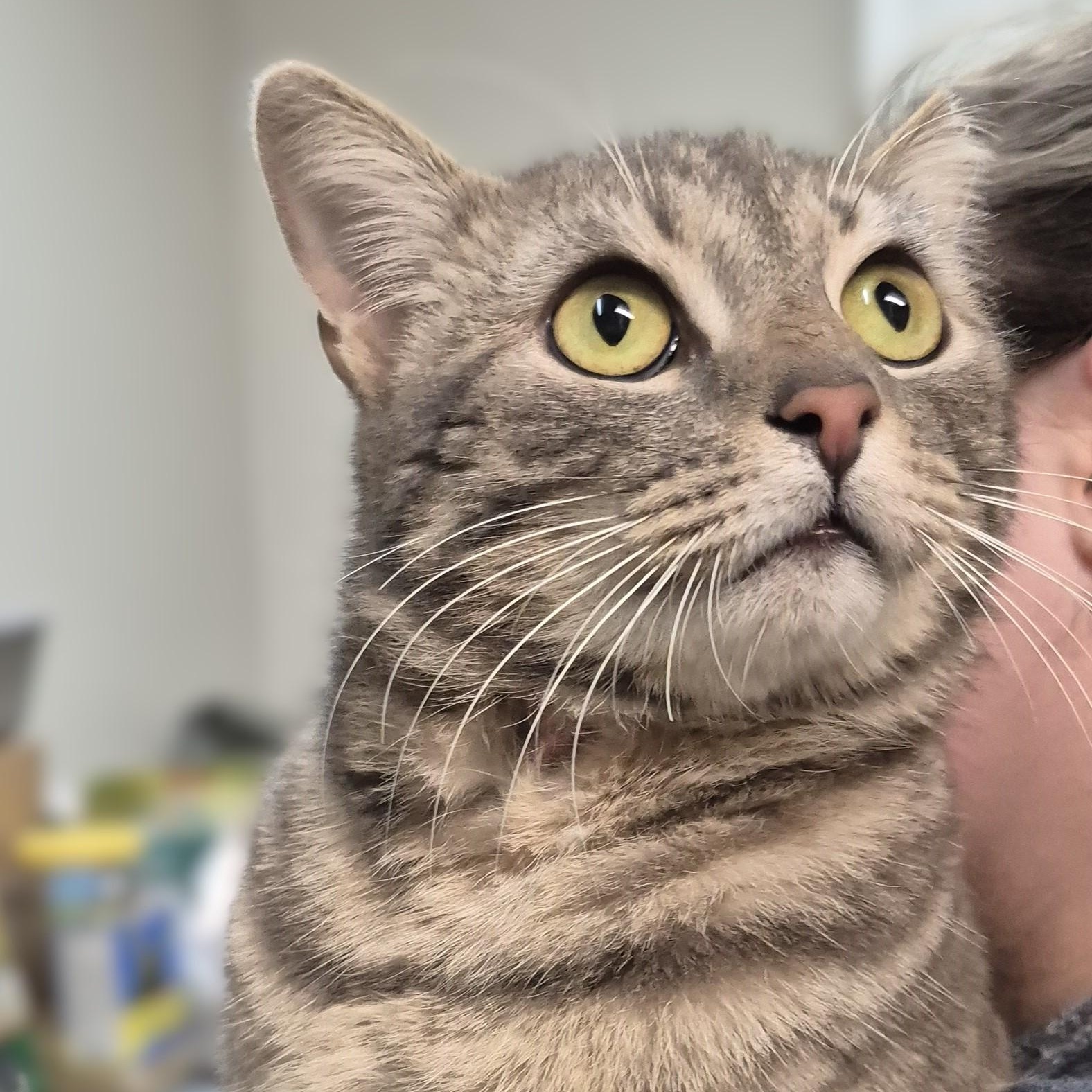 Enlarge Monet ~~ VISIT ME AT CRABAPPLE KNOLL, a ADOPTABLE Domestic Short Hair in Alpharetta, GA image 5/6