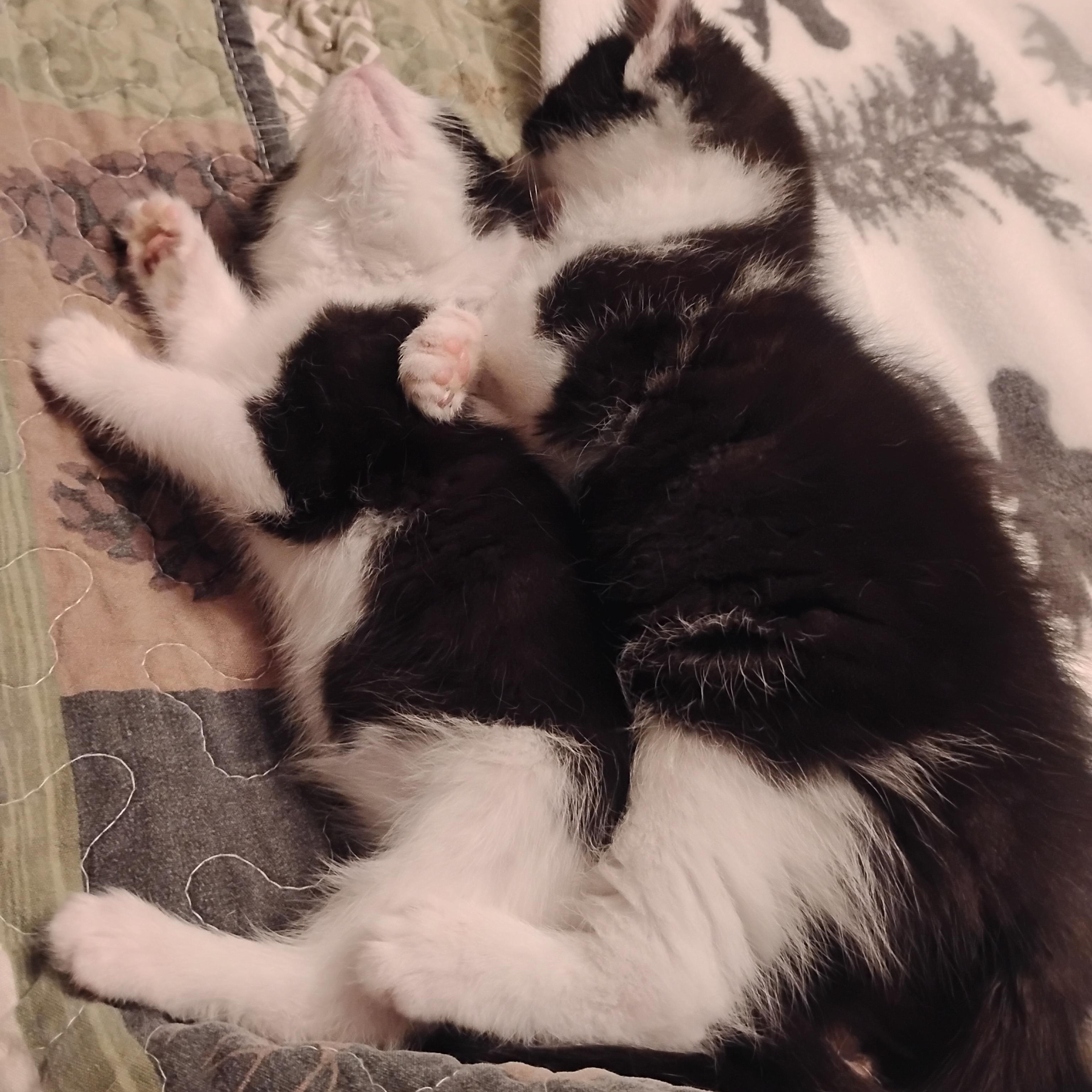 Batman and Robin, Adoptable, Kitten Male Domestic Short Hair.