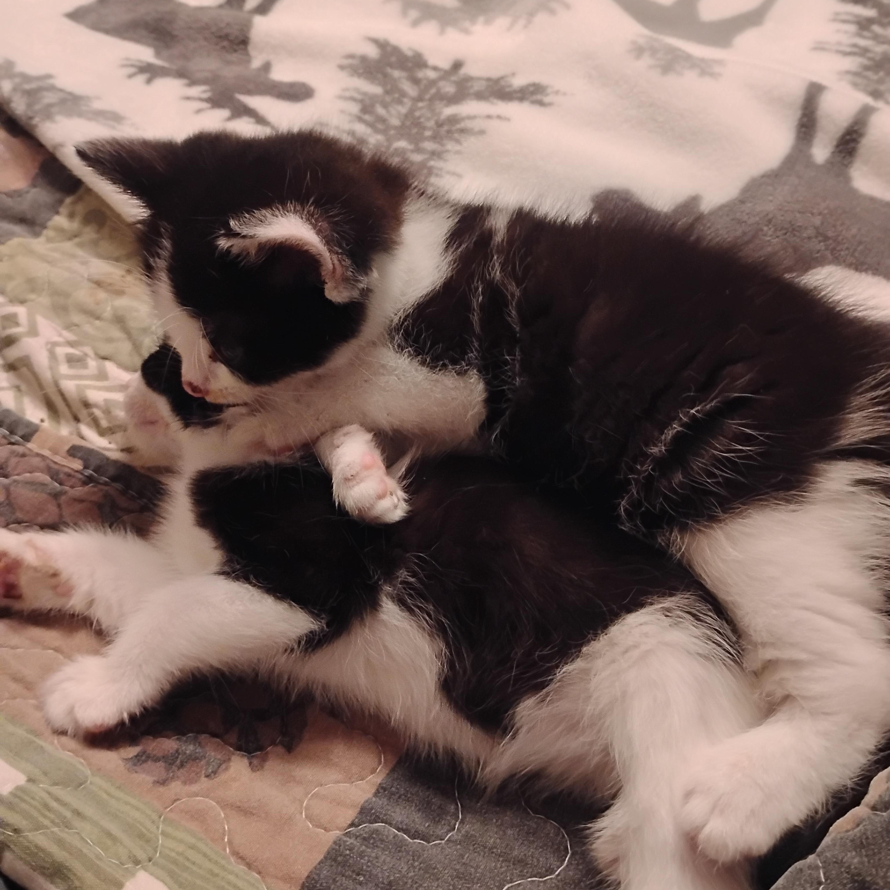 Enlarge Batman and Robin, a Adoptable Domestic Short Hair in Springfield, MA image 2/4