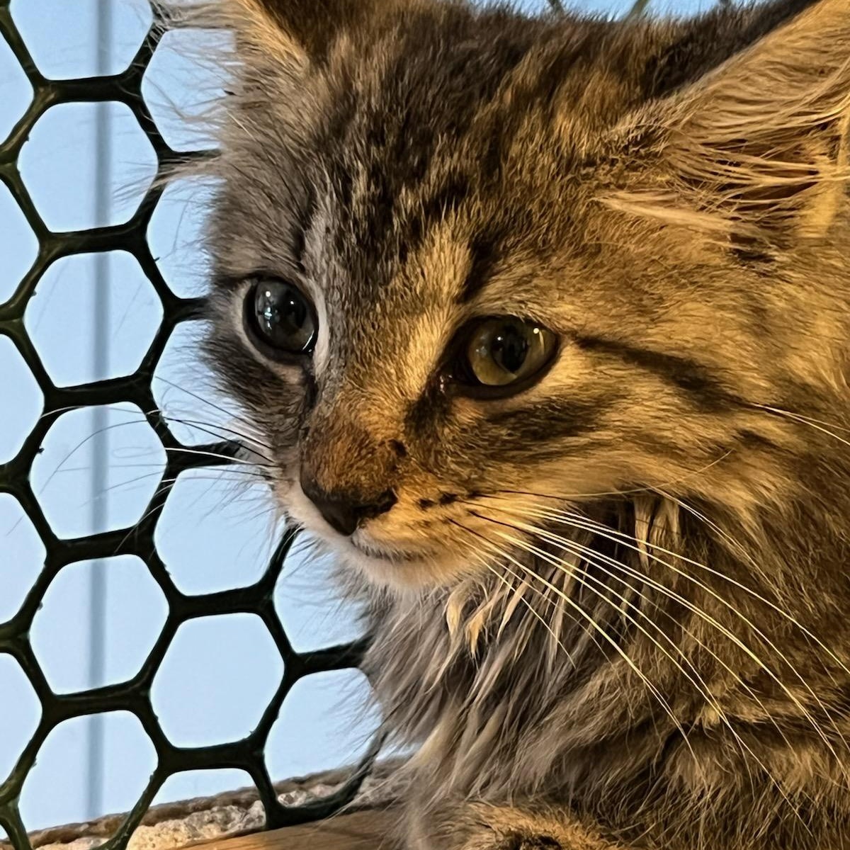 Enlarge Brandy, a Adoptable Domestic Long Hair in St. Marys, WV image 2/3