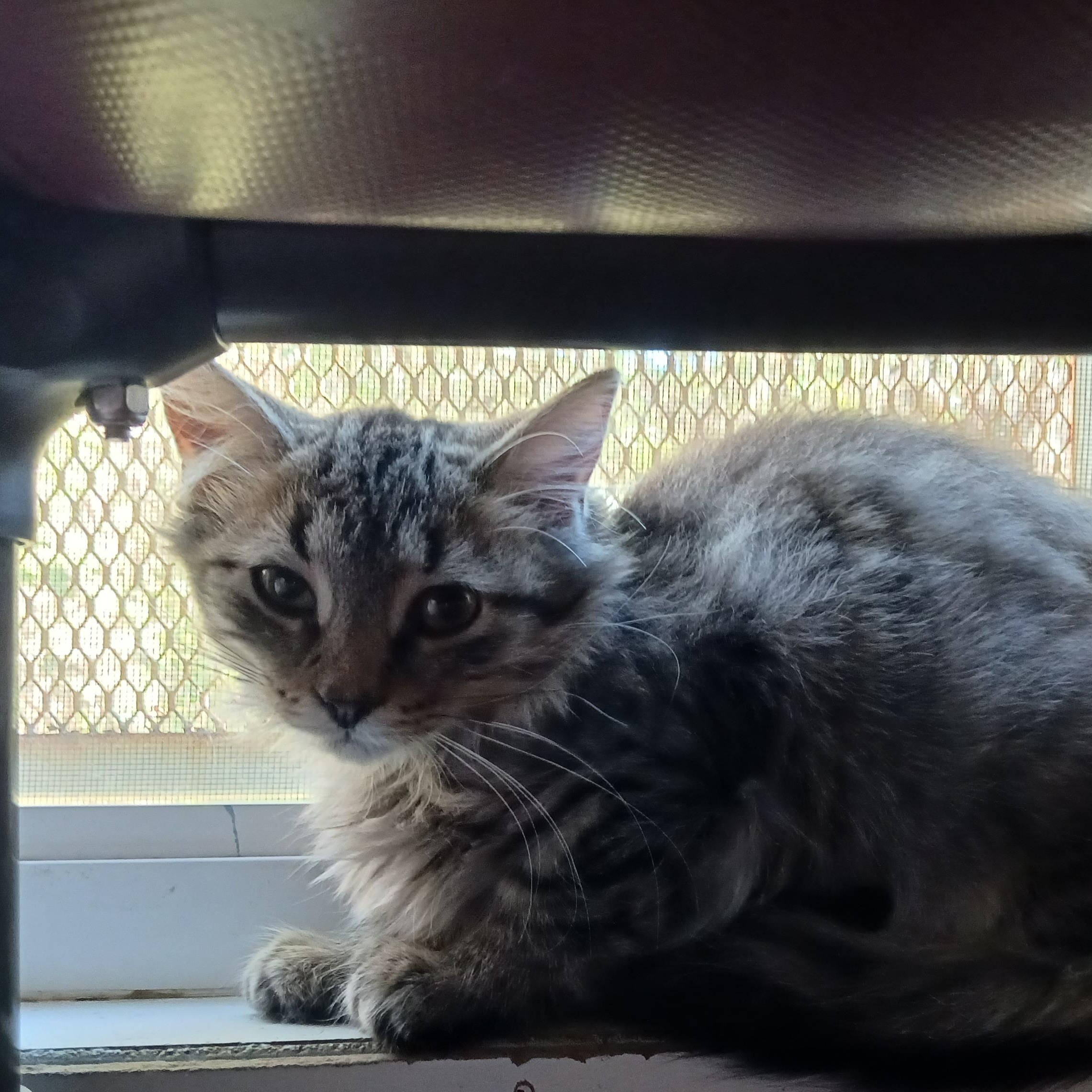 Enlarge Brandy, a Adoptable Domestic Long Hair in St. Marys, WV image 3/3