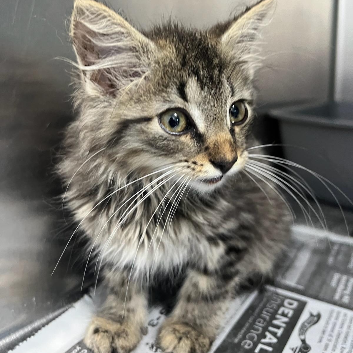 Brandy, Adoptable, Kitten Female Domestic Long Hair.