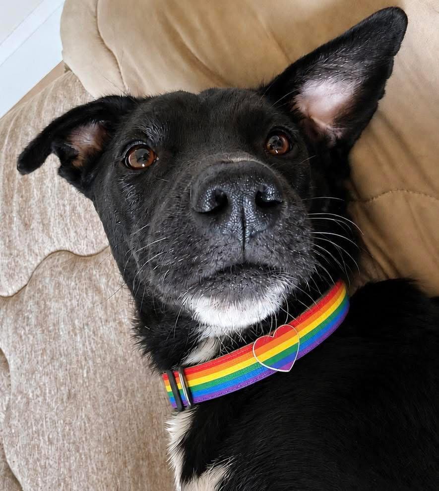 Star 4258, Adoptable, Puppy Female Labrador Retriever.