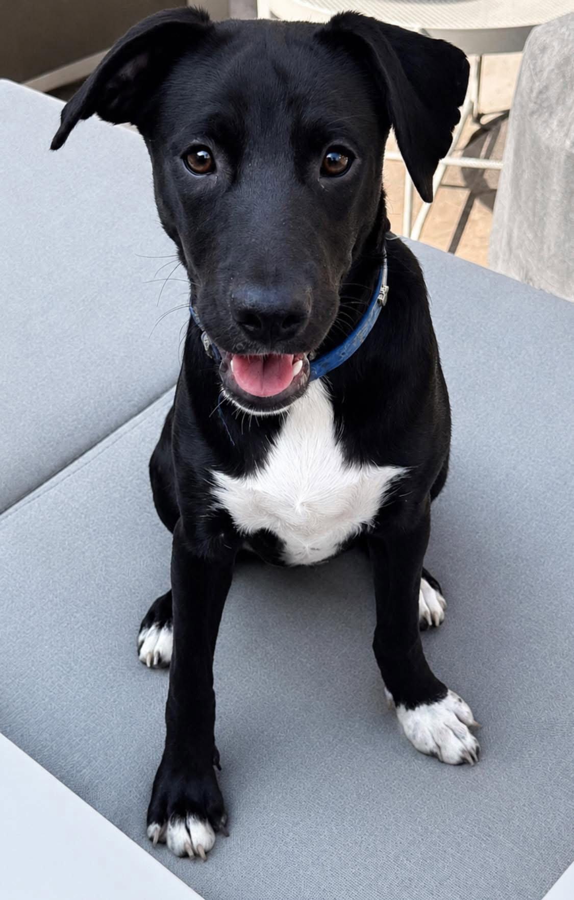 Star 4258, a Adoptable Labrador Retriever in Pickering, ON image 2/3