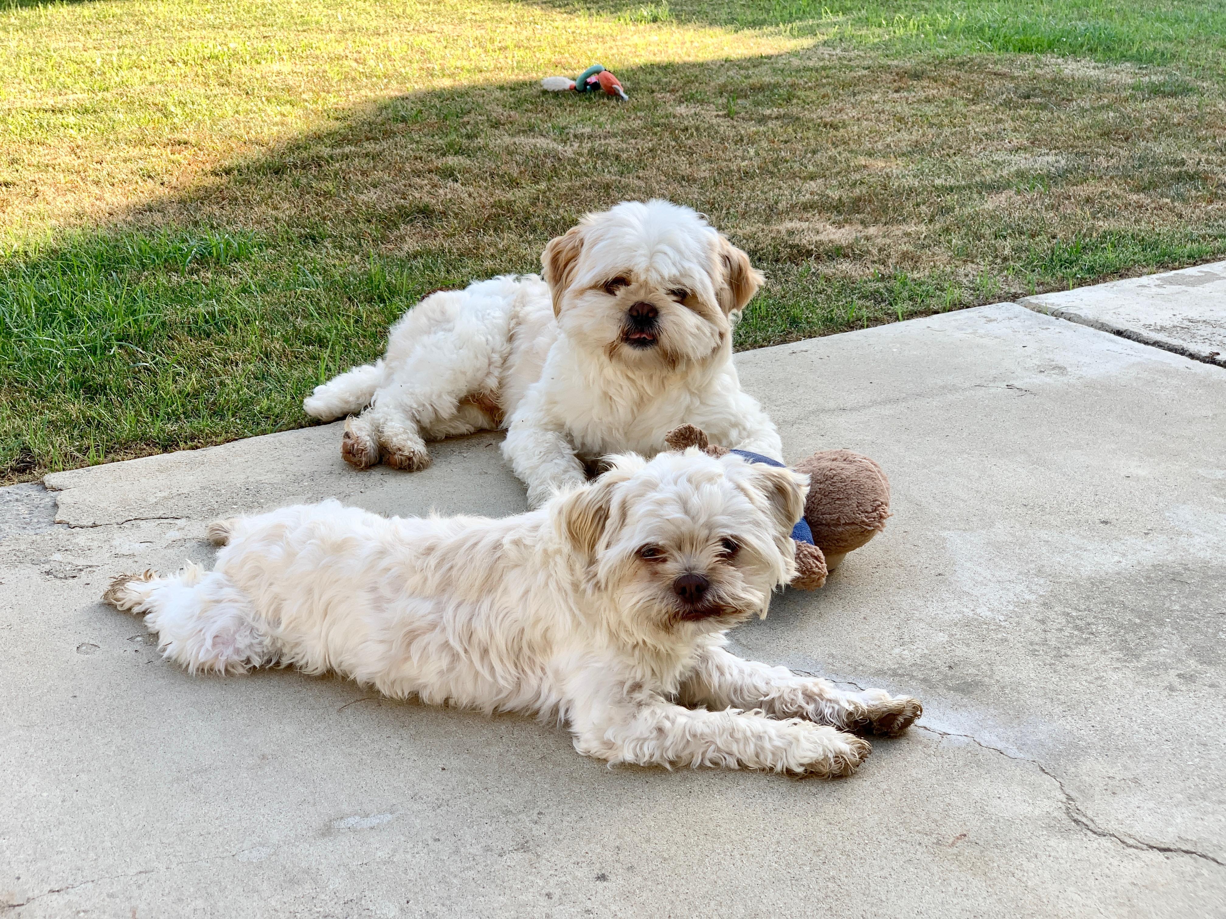 Stuart Little, a Adopted Shih Tzu in Bakersfield, CA image 1/5