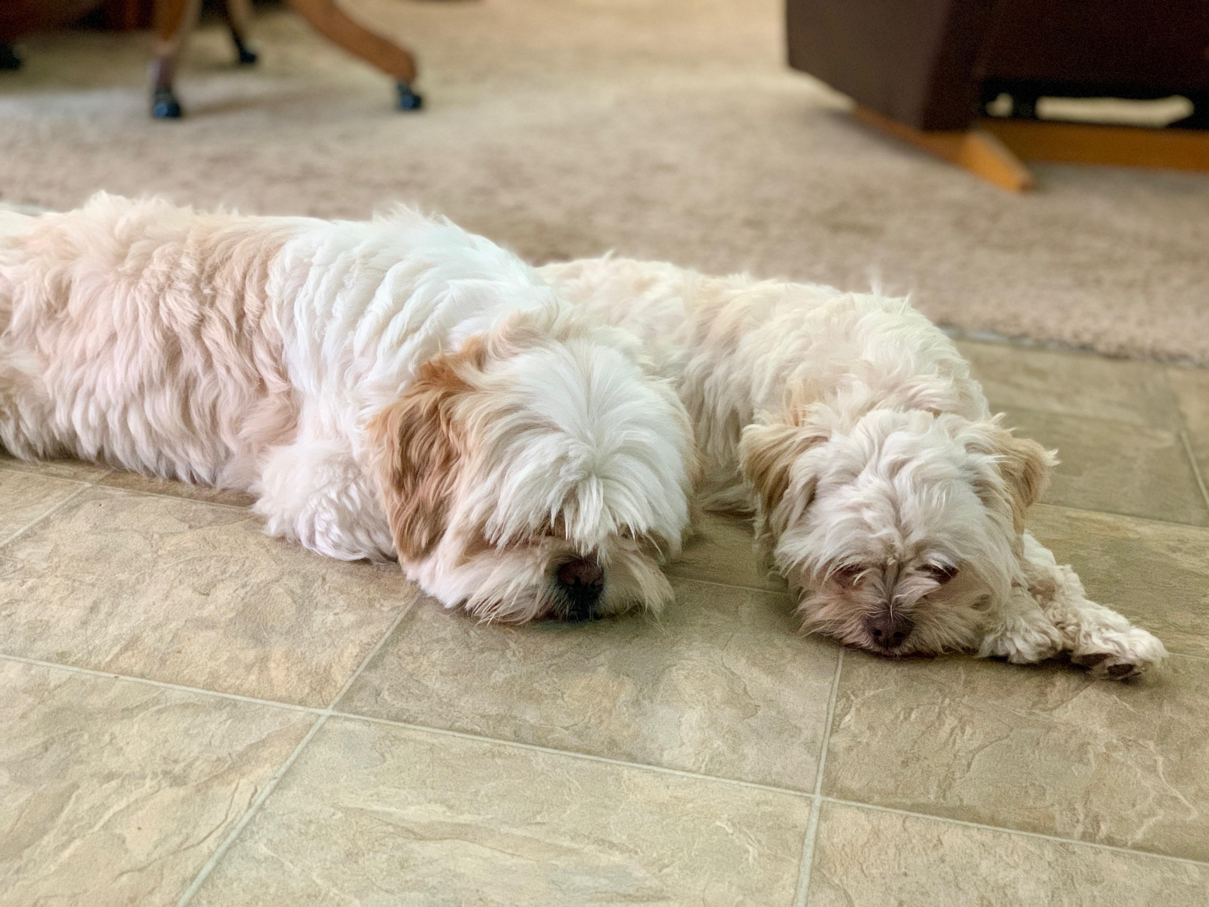 Stuart Little, a Adopted Shih Tzu in Bakersfield, CA image 4/5