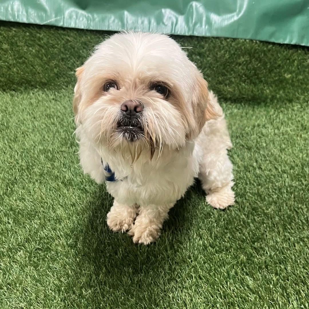 Stuart Little, a Adopted Shih Tzu in Bakersfield, CA image 5/5