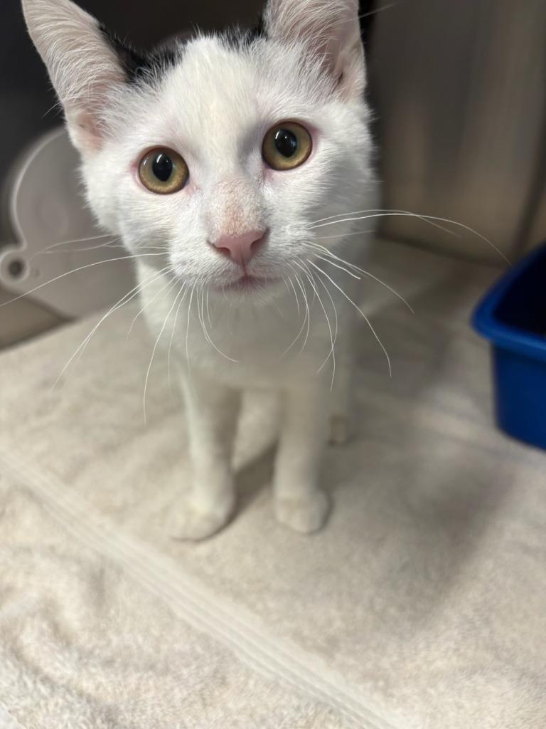 Perseus, Adoptable, Kitten Male Domestic Short Hair.