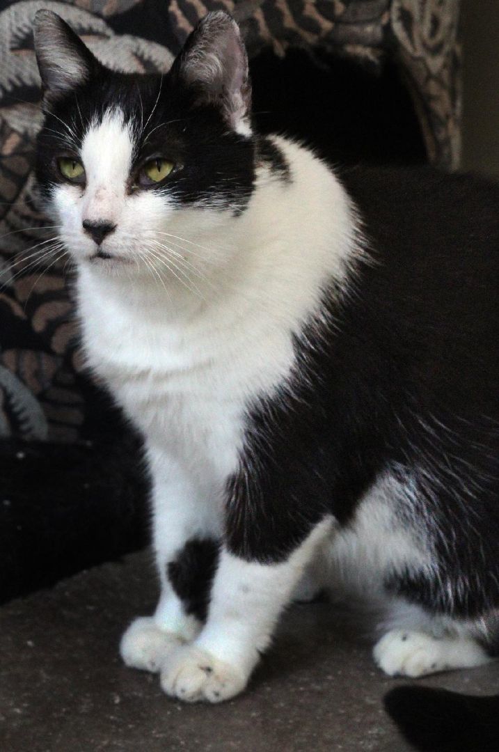 Wednesday, a Adoptable Domestic Short Hair in Barnwell, SC image 1/4