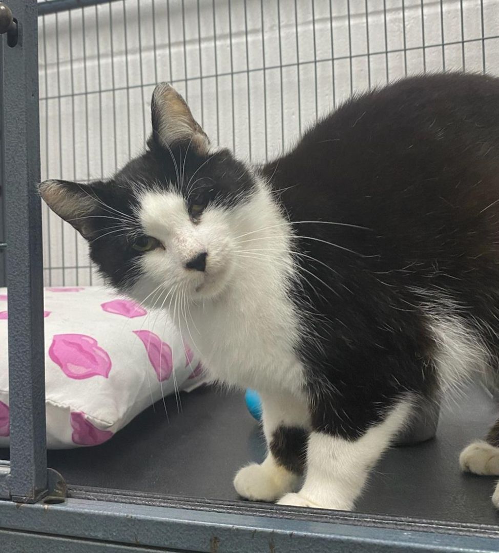 Wednesday, a Adoptable Domestic Short Hair in Barnwell, SC image 2/4