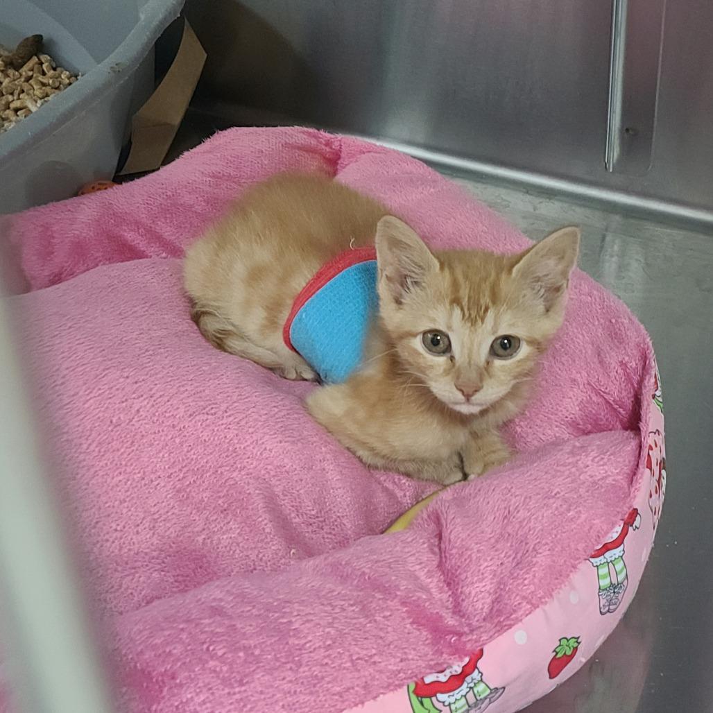 Enlarge Lorcan, a Adoptable Domestic Short Hair in Russellville, KY image 2/2