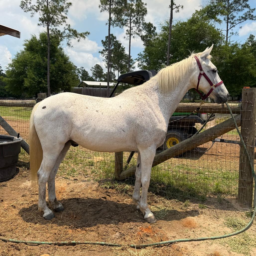 Enlarge Cash, a Adoptable Grade in Freeport, FL image 3/6