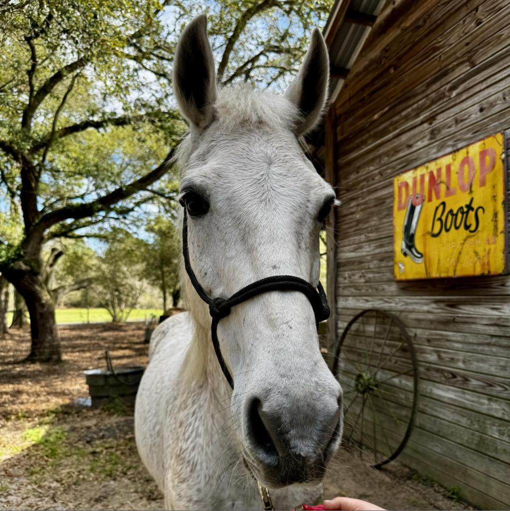 Cash, Adoptable, Senior Male Quarterhorse.