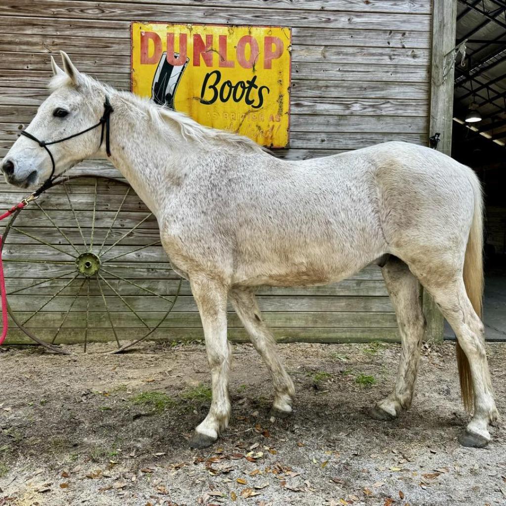 Enlarge Cash, a Adoptable Quarterhorse in Freeport, FL image 3/6