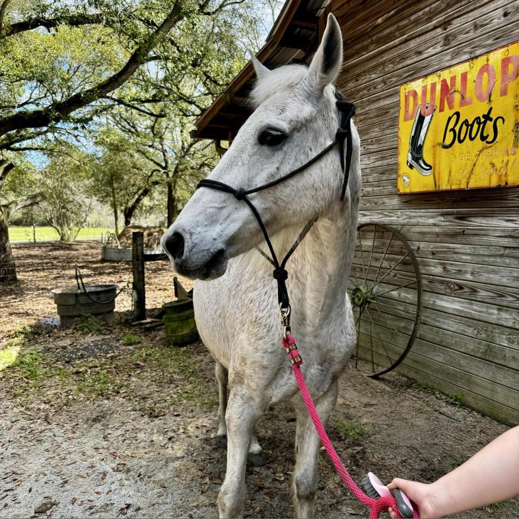Cash, a Adoptable Quarterhorse in Freeport, FL image 2/6