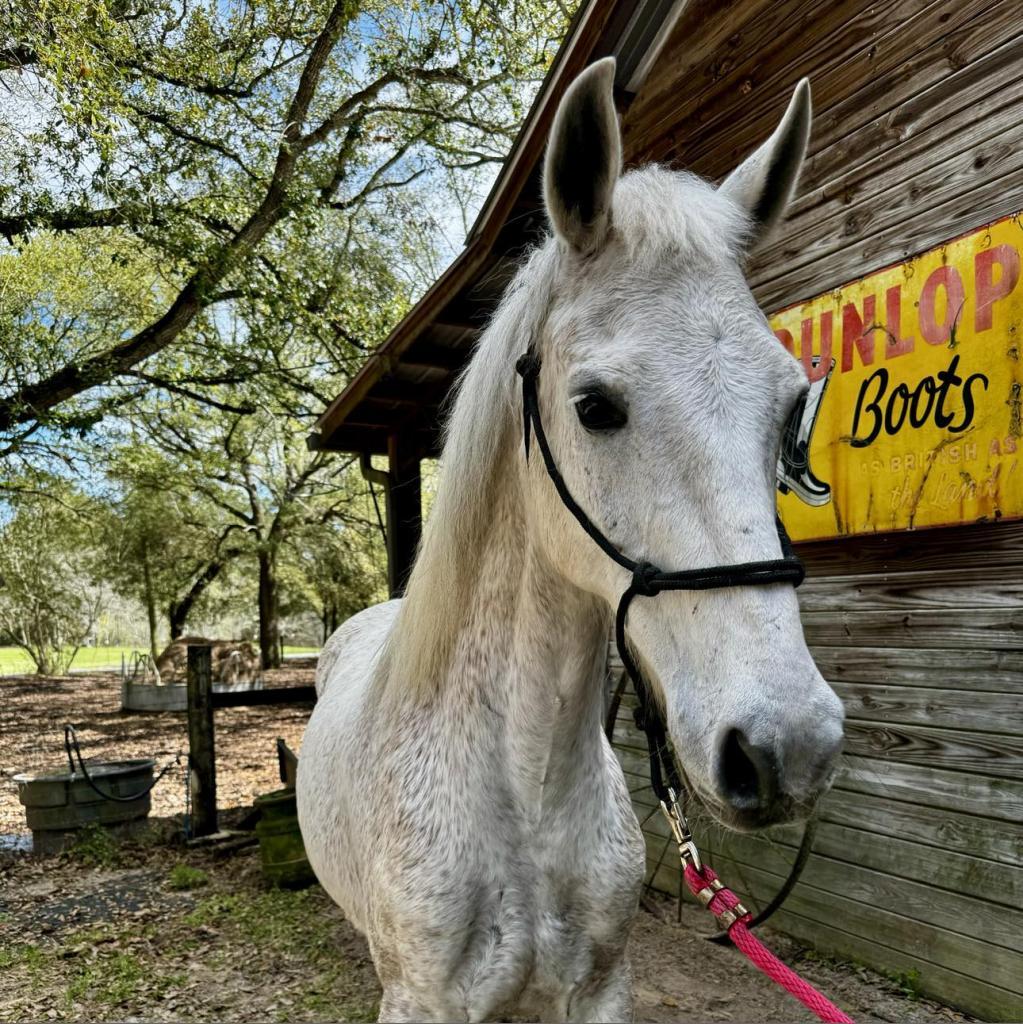 Cash, a Adoptable Quarterhorse in Freeport, FL image 4/6