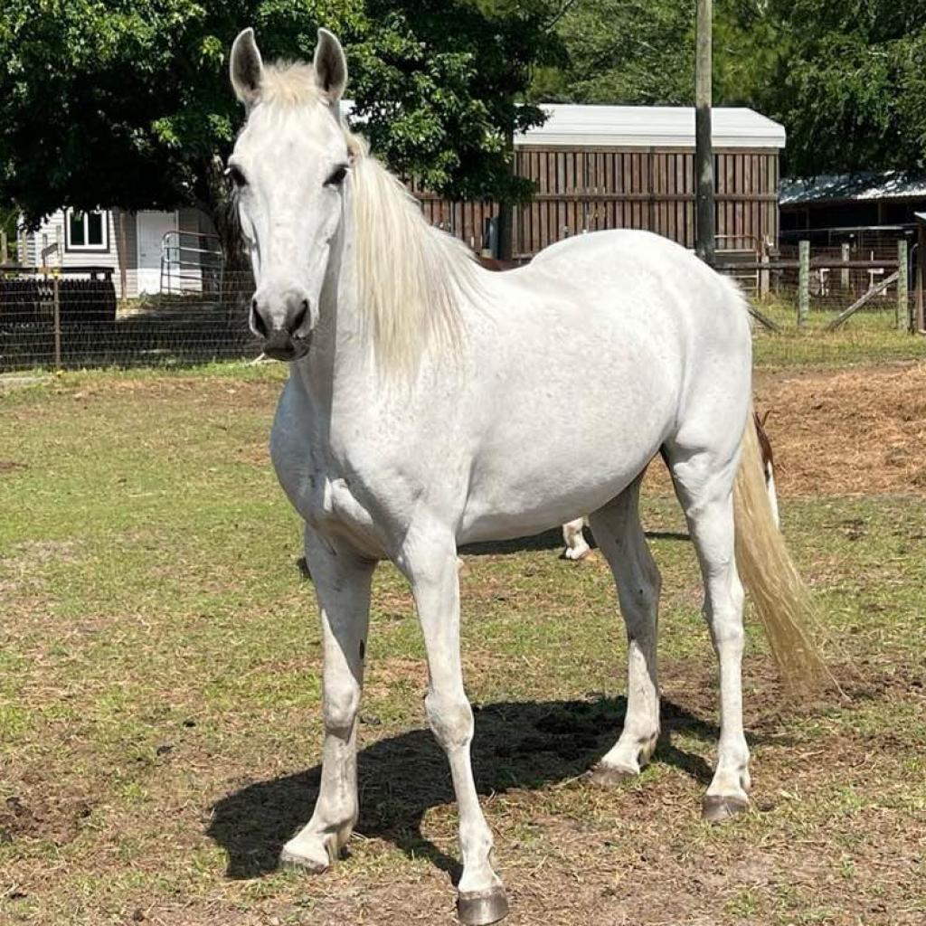 Cash, a Adoptable Quarterhorse in Freeport, FL image 5/6