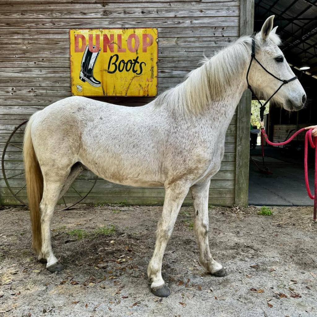 Cash, a Adoptable Quarterhorse in Freeport, FL image 6/6