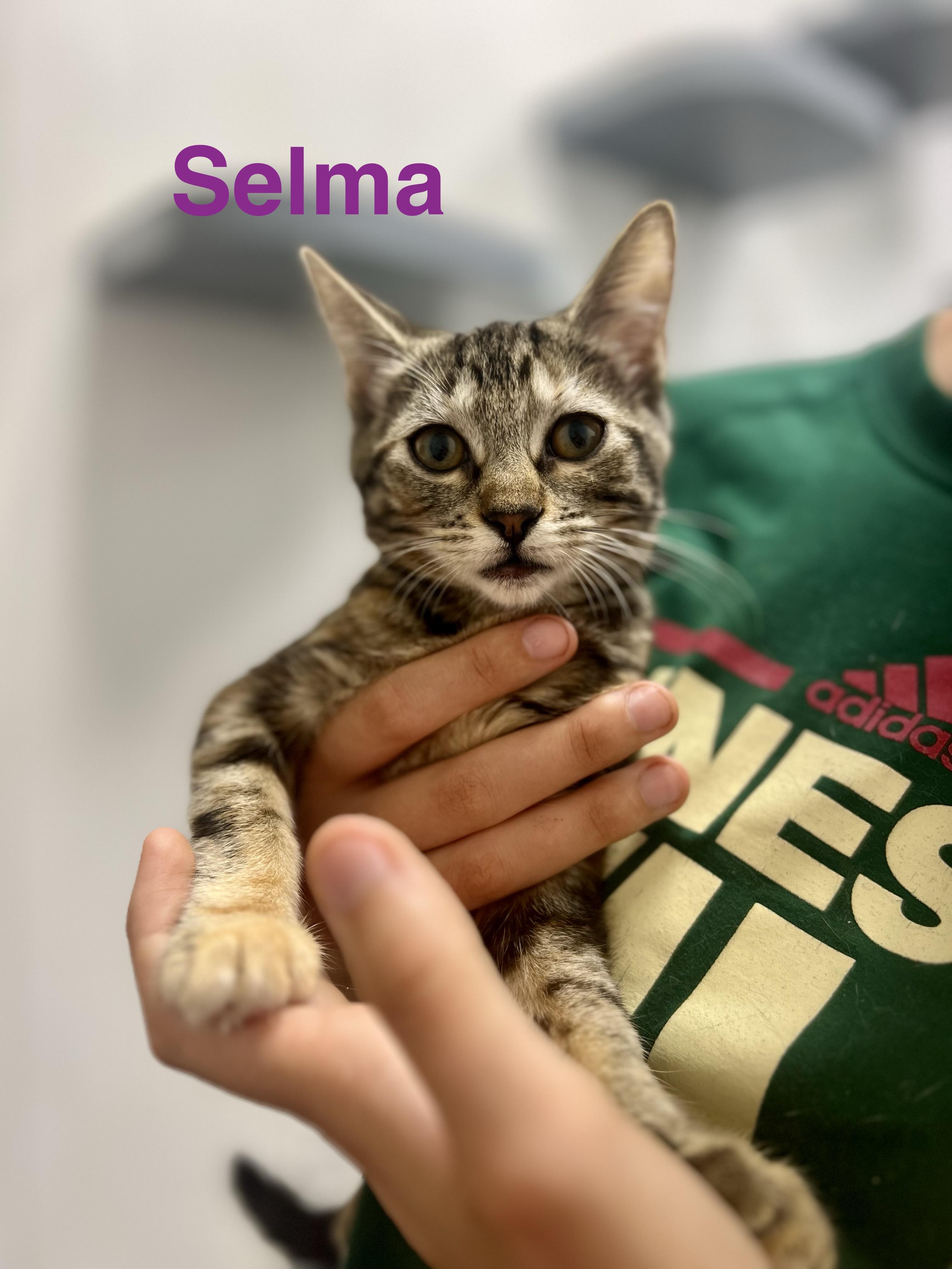 Selma, Adoptable, Kitten Female Domestic Short Hair.