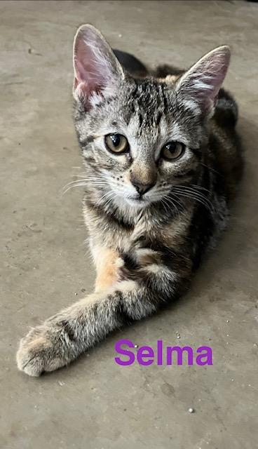 Enlarge Selma, a Adoptable Domestic Short Hair in Zimmerman, MN image 2/2